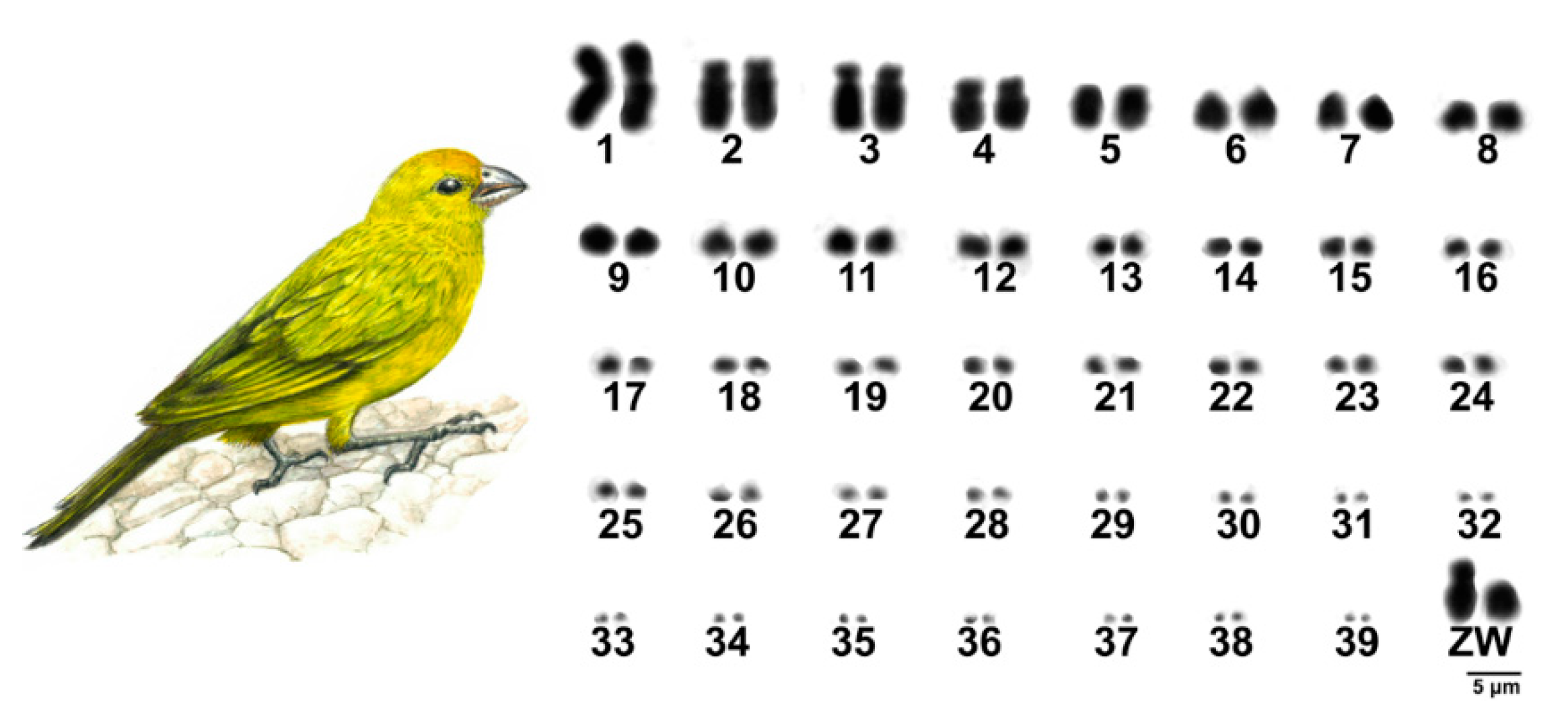 Animals 11 01456 g001 Animals 11 01456 g001