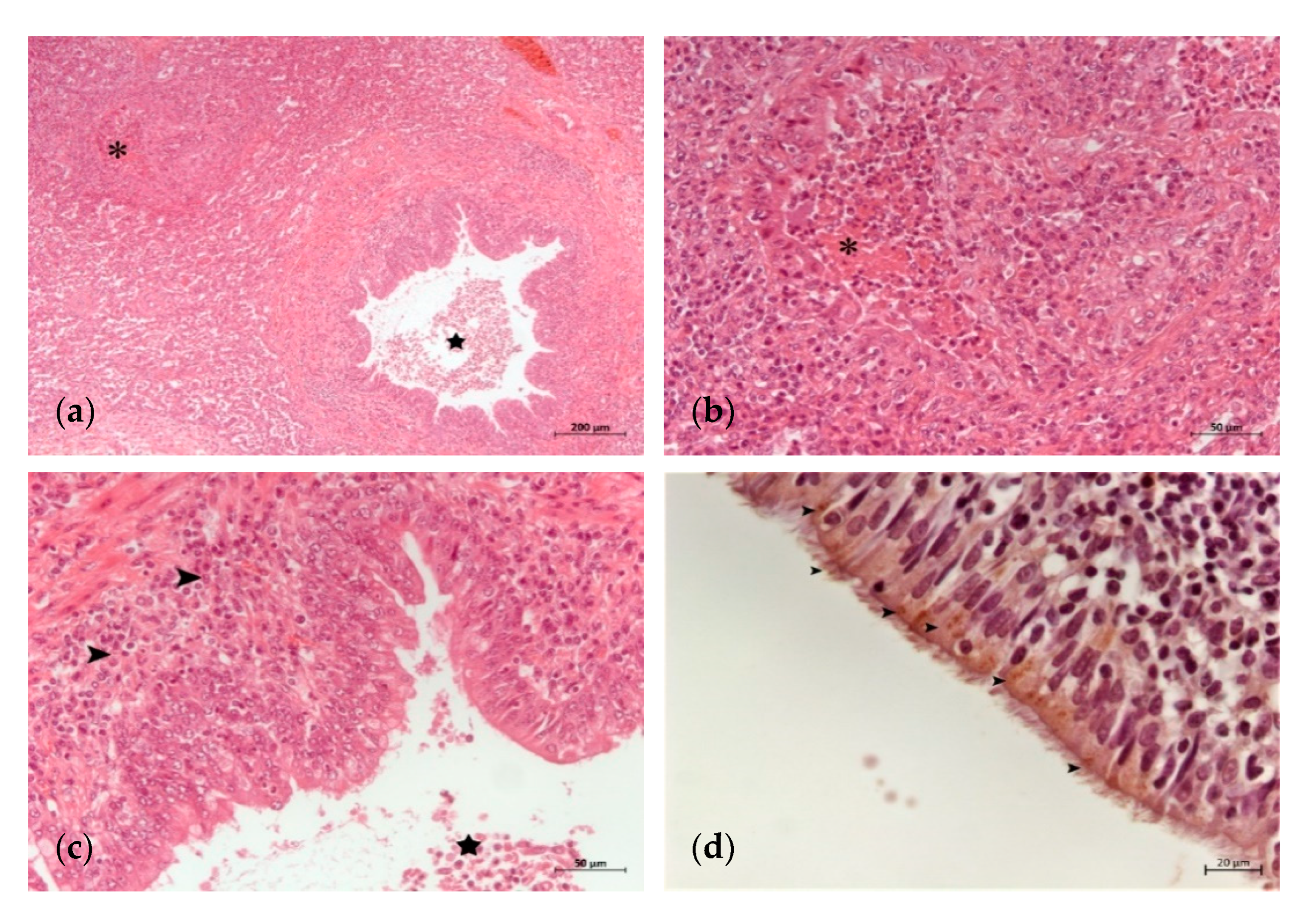 Animals 11 01470 g001