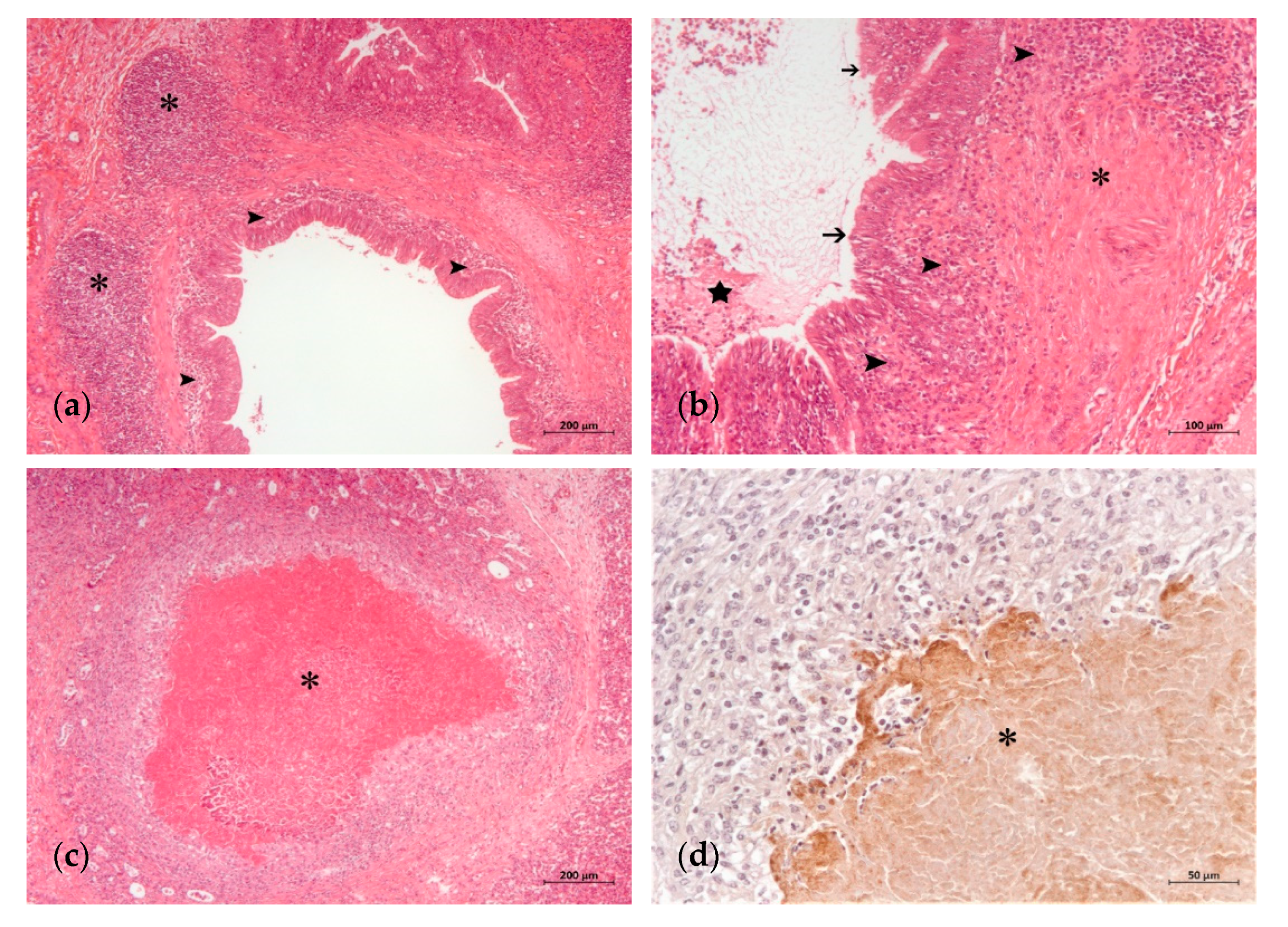 Animals 11 01470 g002