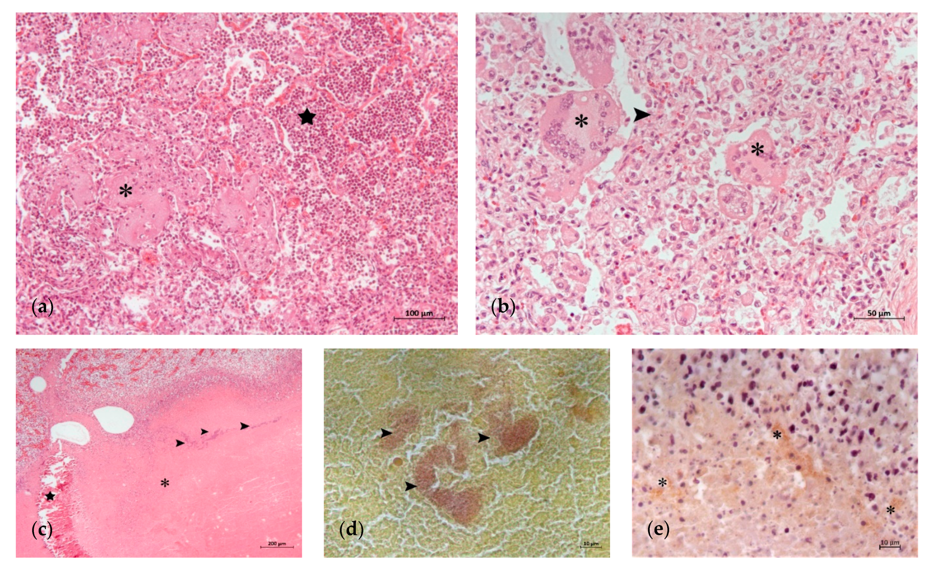 Animals 11 01470 g003