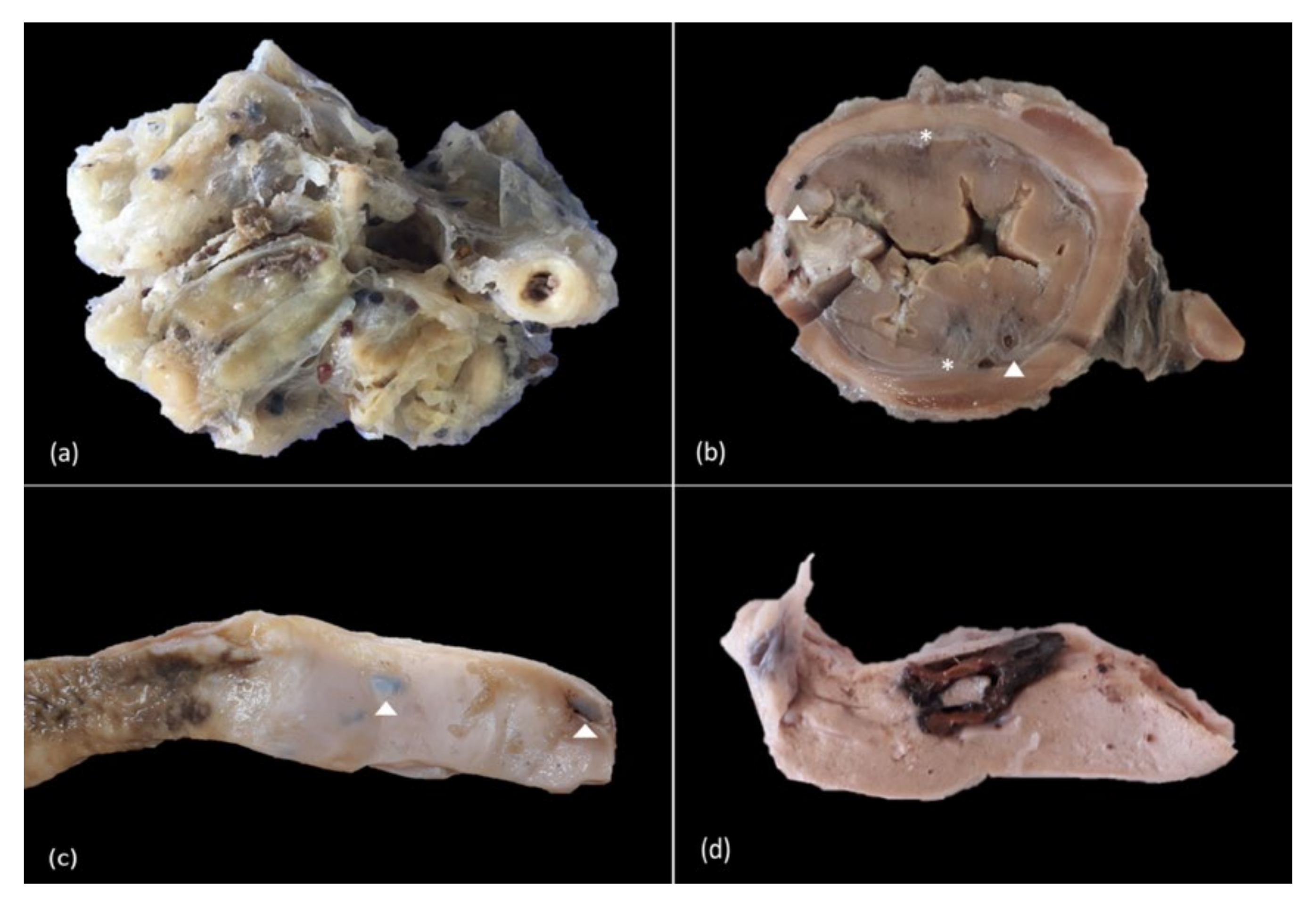 Animals 11 01471 g004