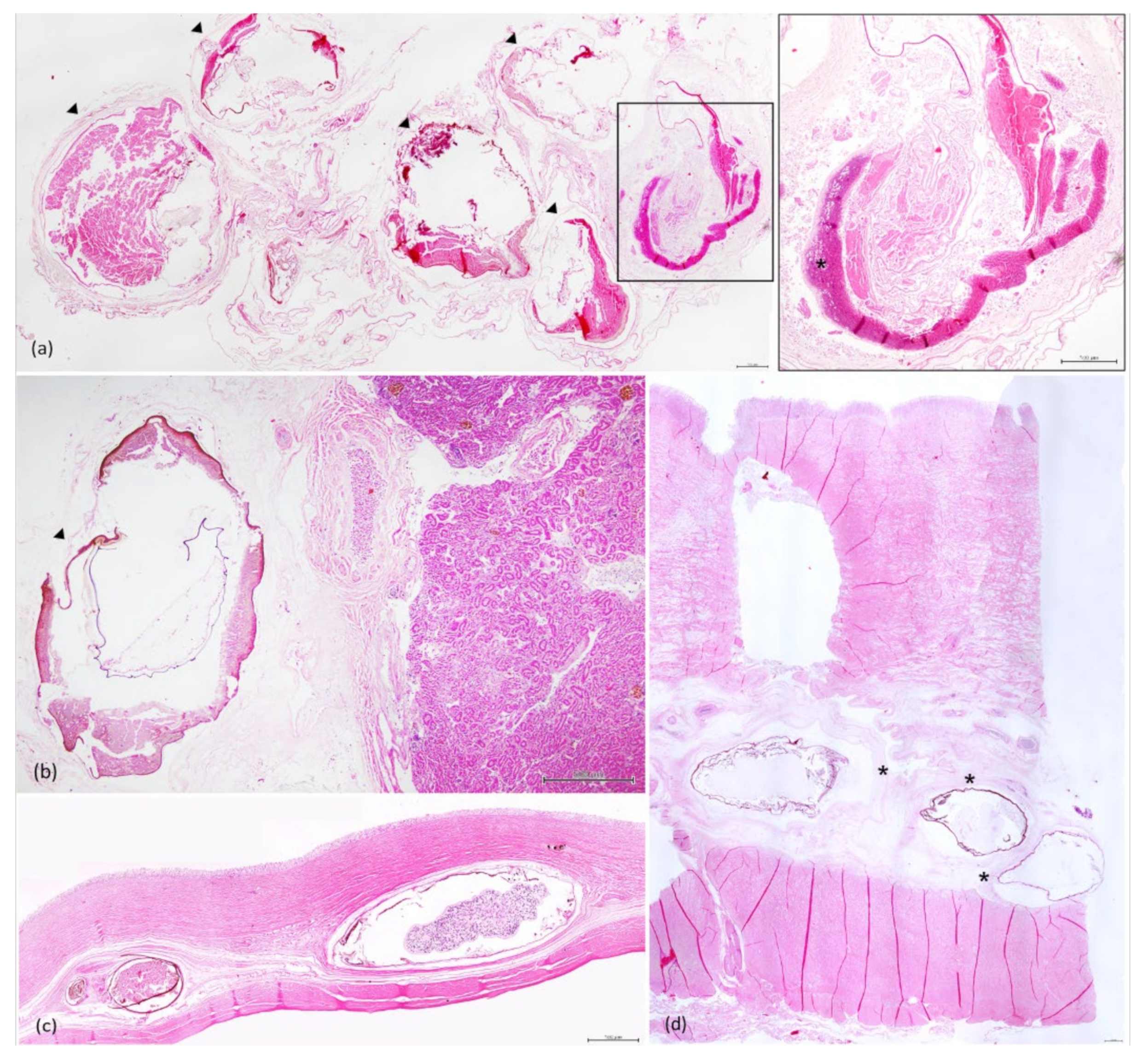 Animals 11 01471 g005