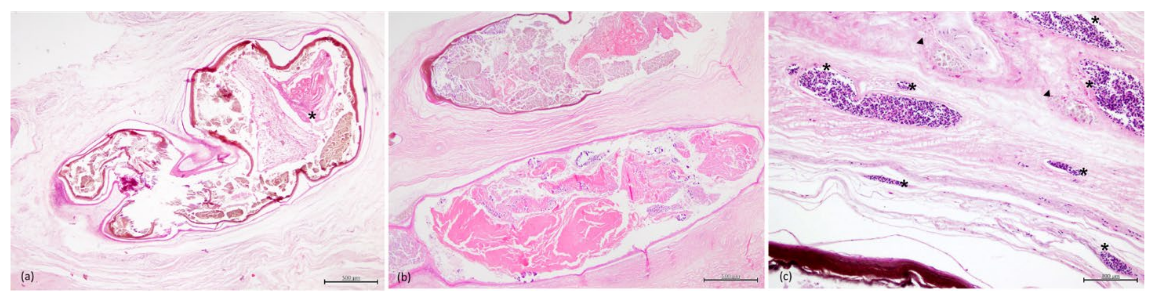 Animals 11 01471 g006