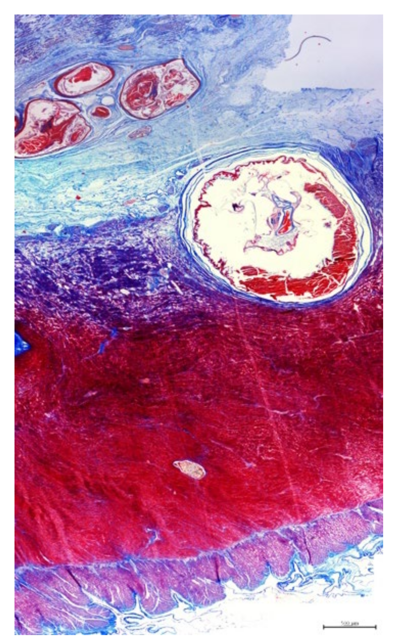 Animals 11 01471 g007