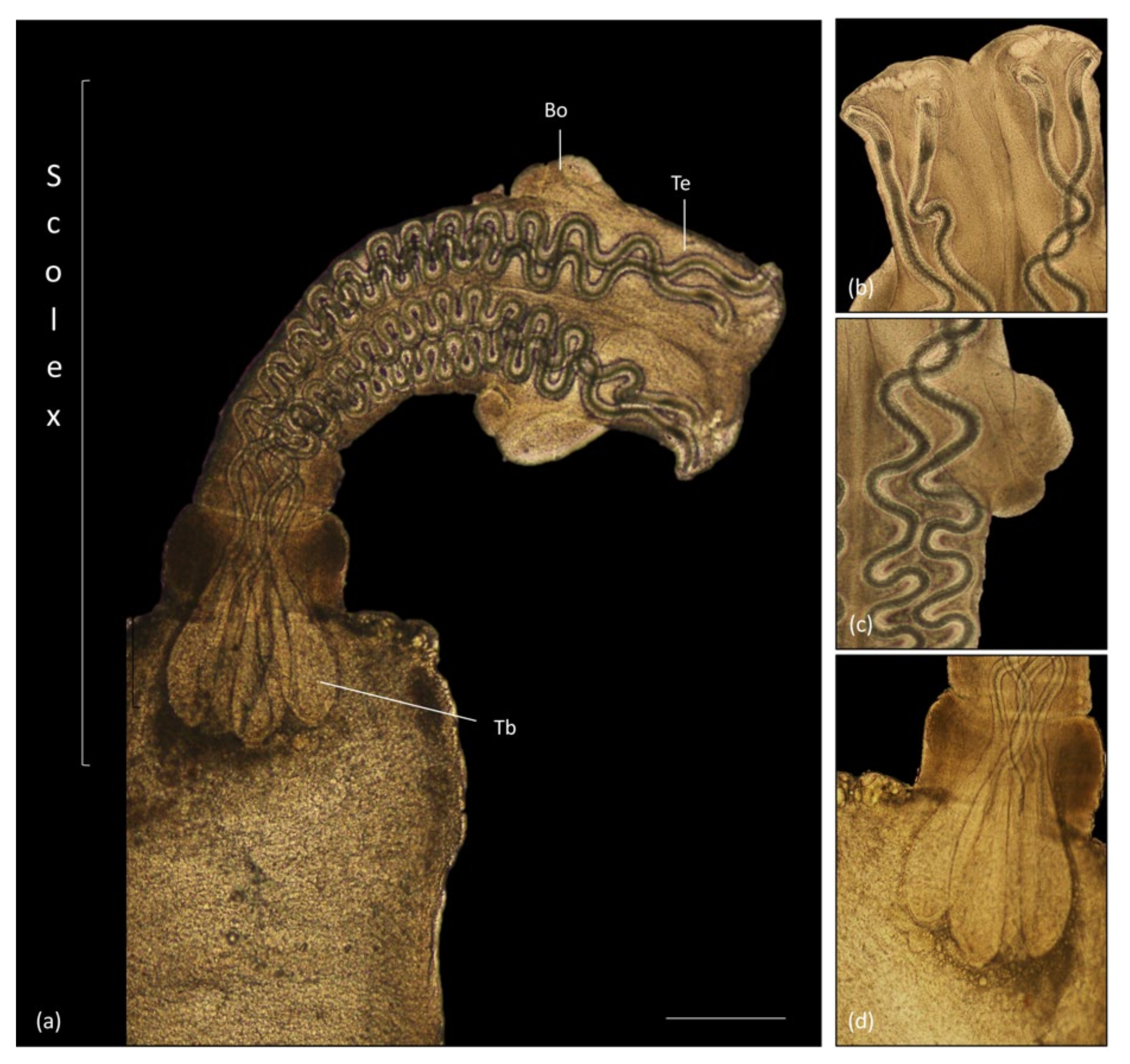 Animals 11 01471 g010