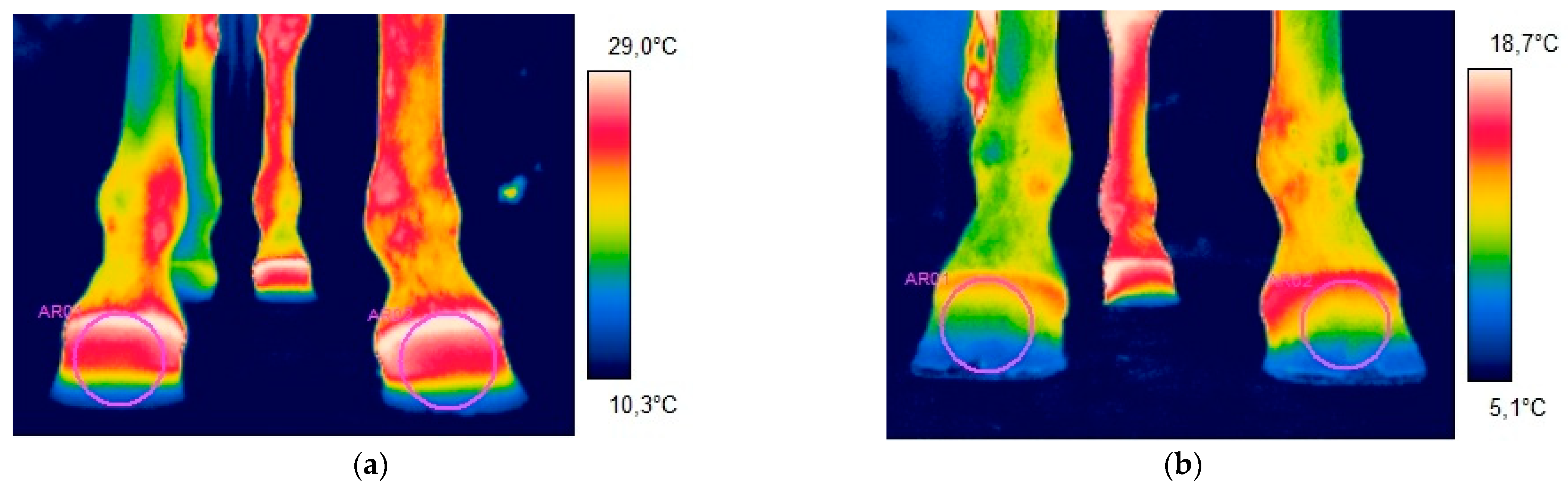 Animals 11 01479 g001