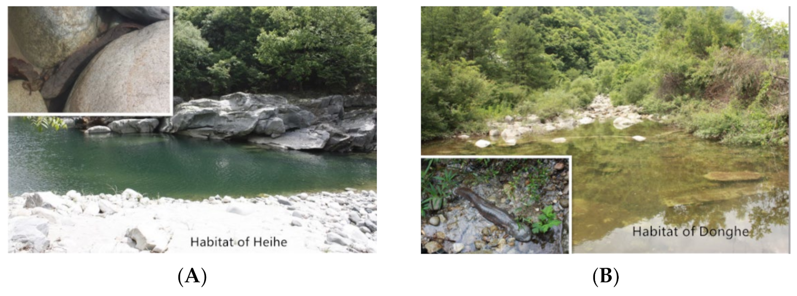 Animals 11 01480 g002 Animals 11 01480 g002