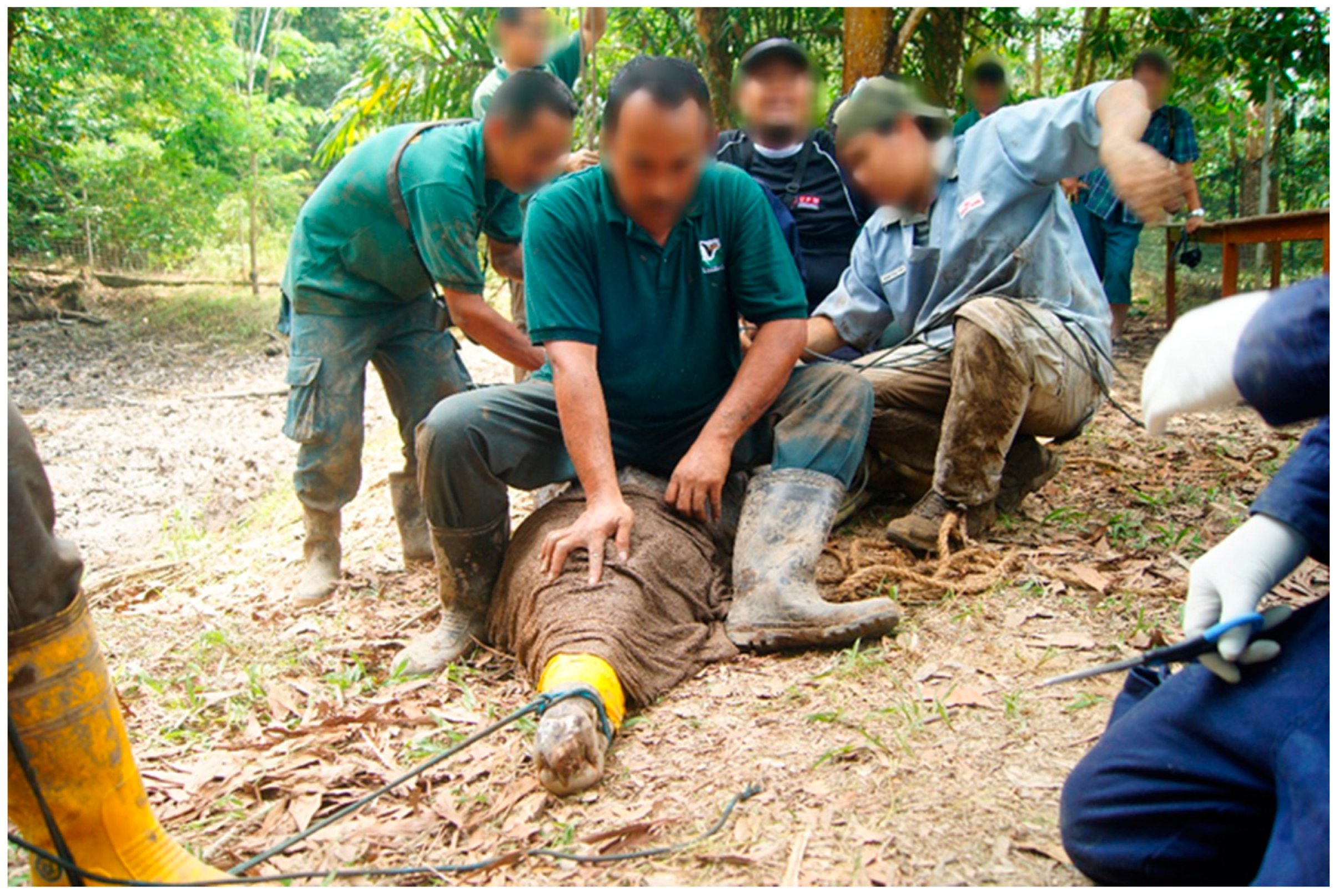 Animals 11 01481 g001