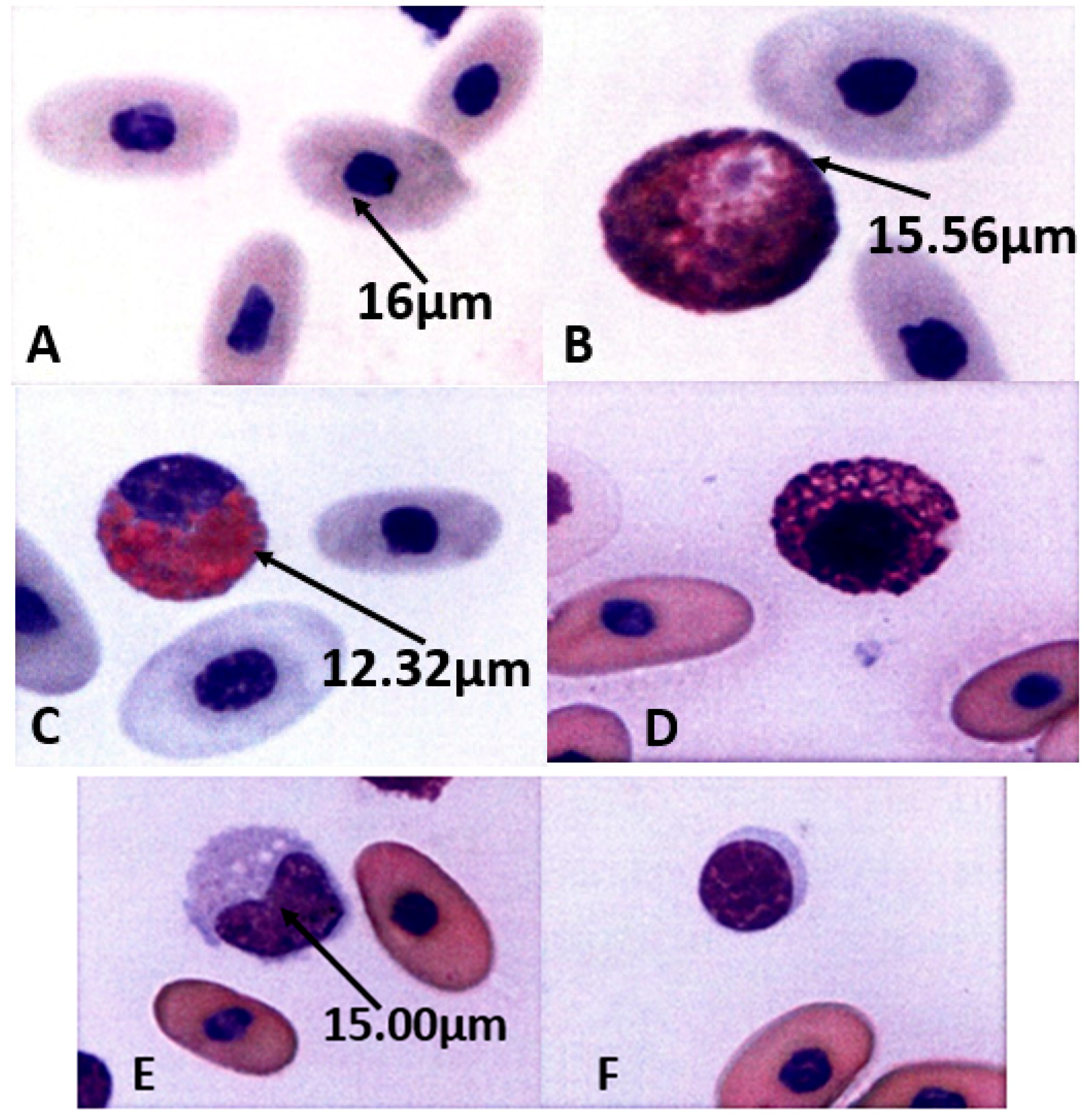 Animals 11 01481 g003