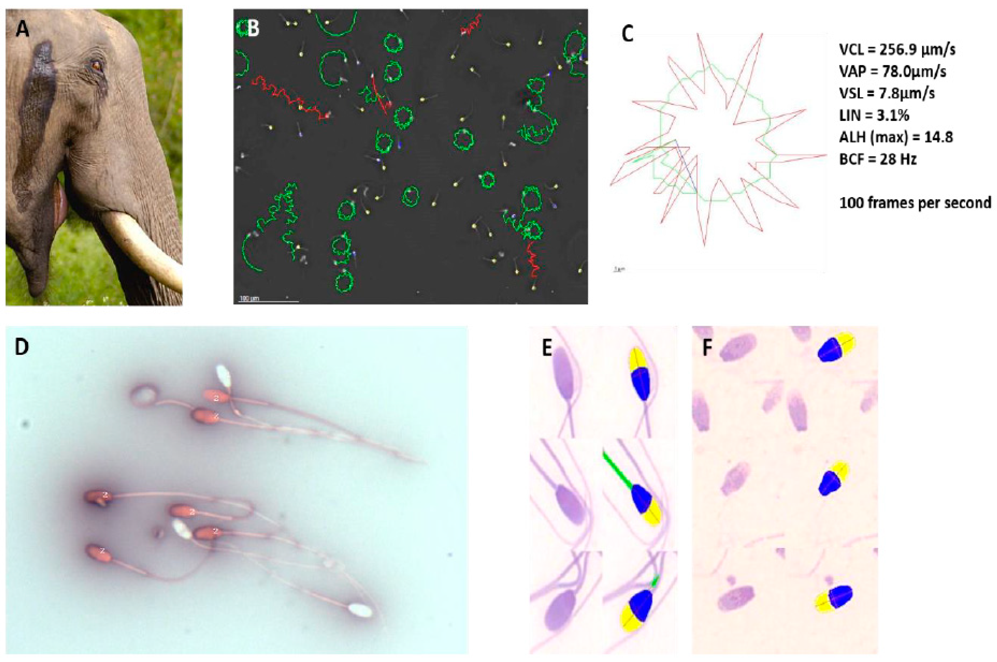 Animals 11 01491 g006