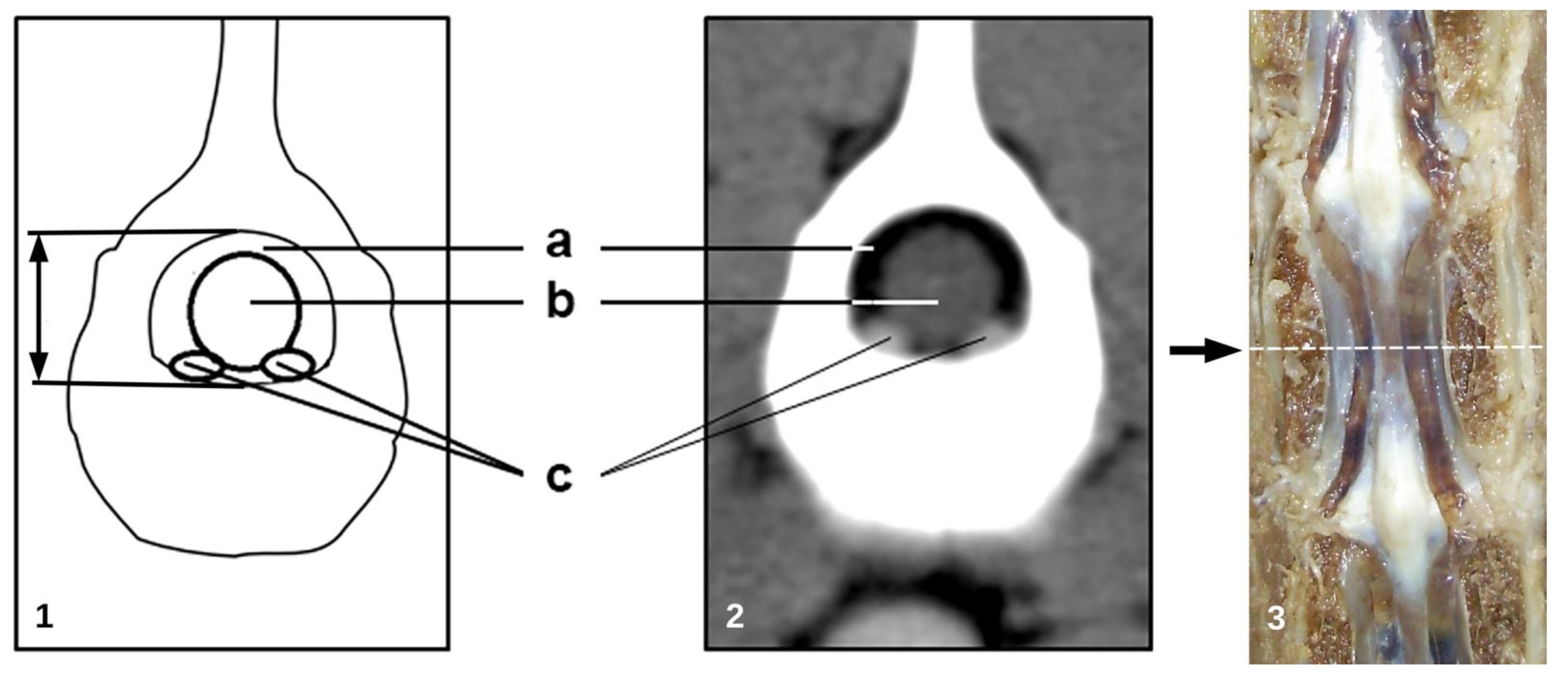 Animals 11 01502 g002 Animals 11 01502 g002