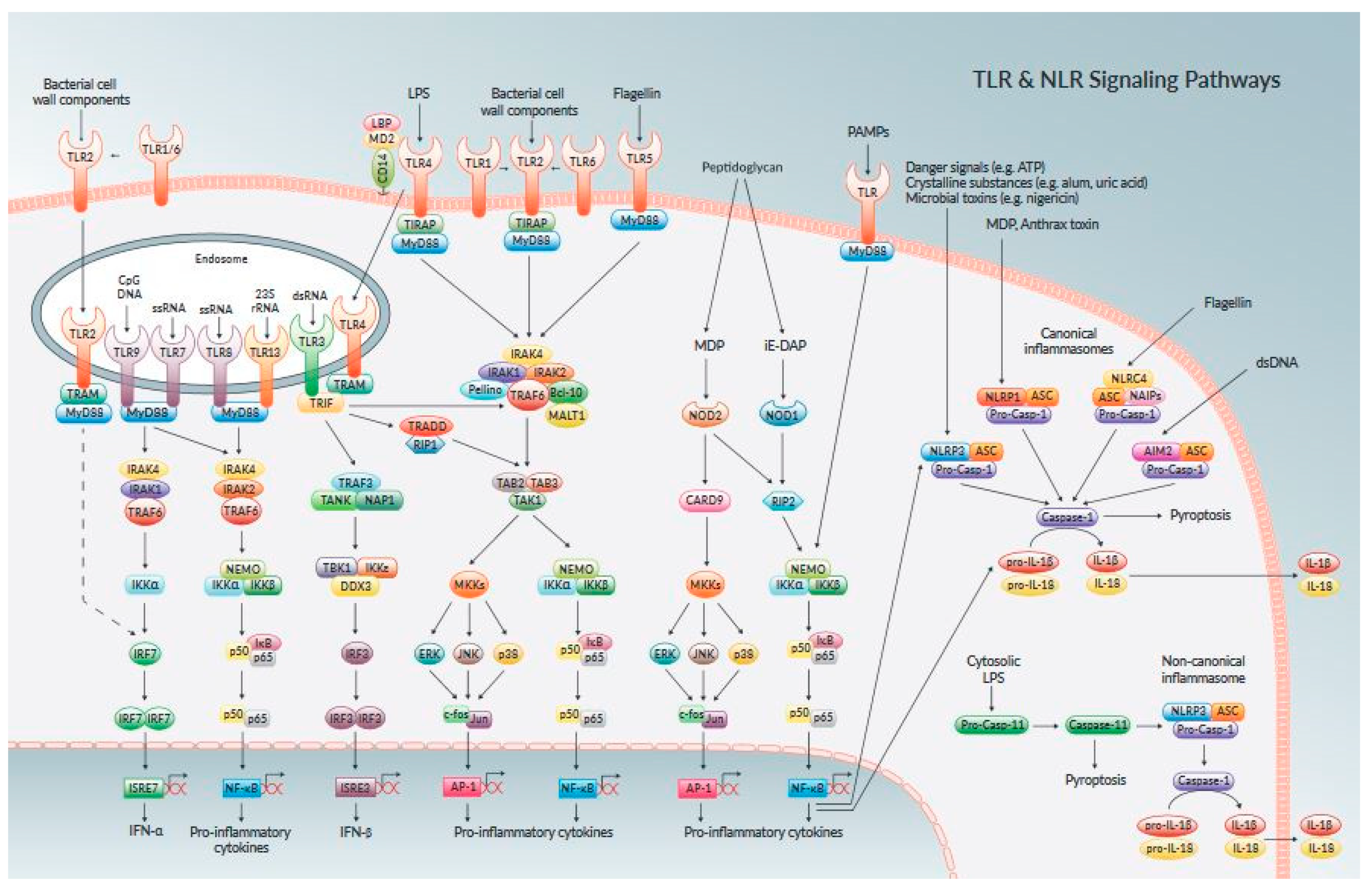 Animals | Free Full-Text | Modulation of Bovine Endometrial Cell Receptors and Signaling Pathways as a Nanotherapeutic Exploration against Dairy Cow Postpartum Endometritis Animals | Free Full-Text | Modulation of Bovine Endometrial Cell Receptors and Signaling Pathways as a Nanotherapeutic Exploration against Dairy Cow Postpartum Endometritis