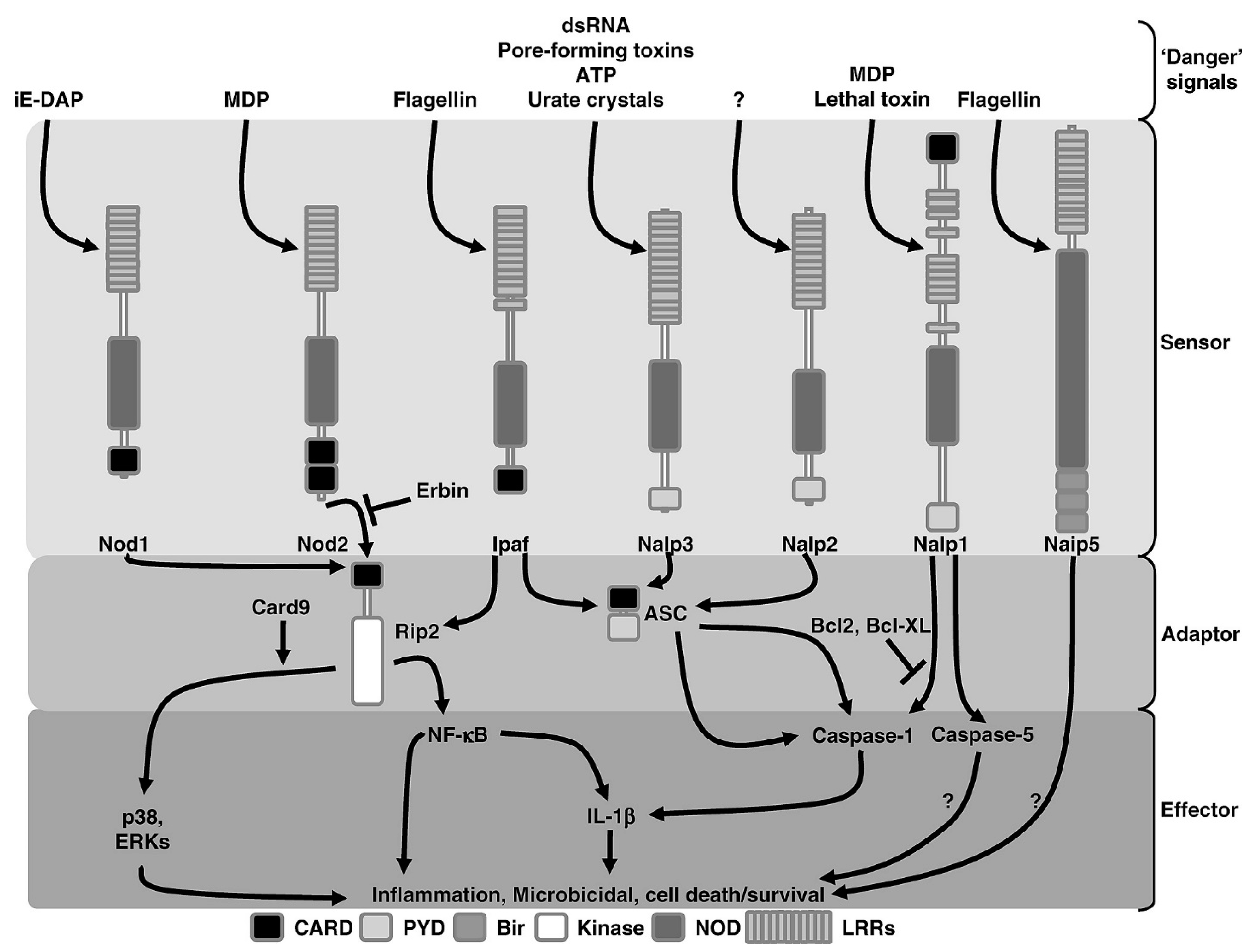 Animals 11 01516 g002