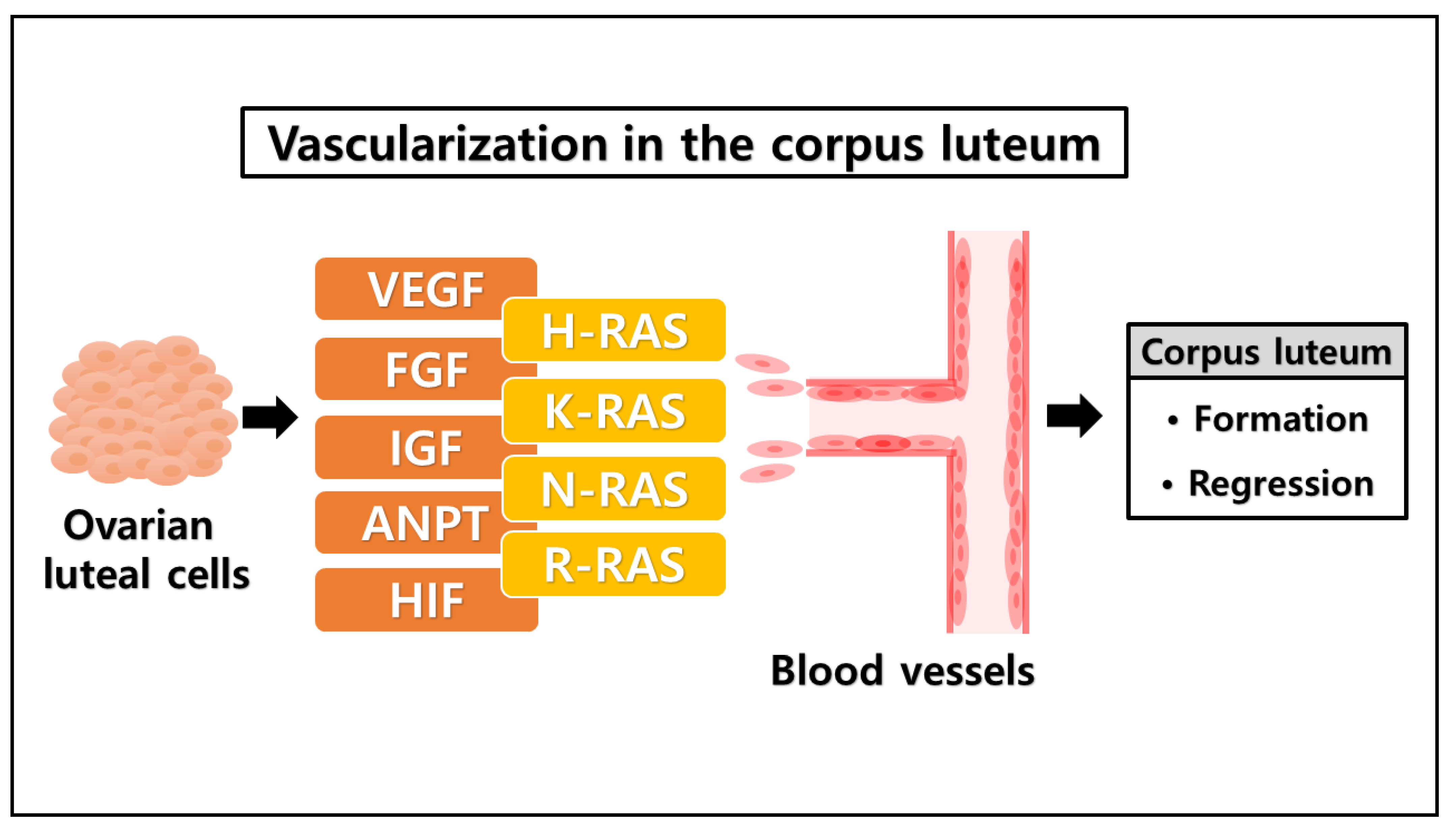 Animals 11 01524 g002