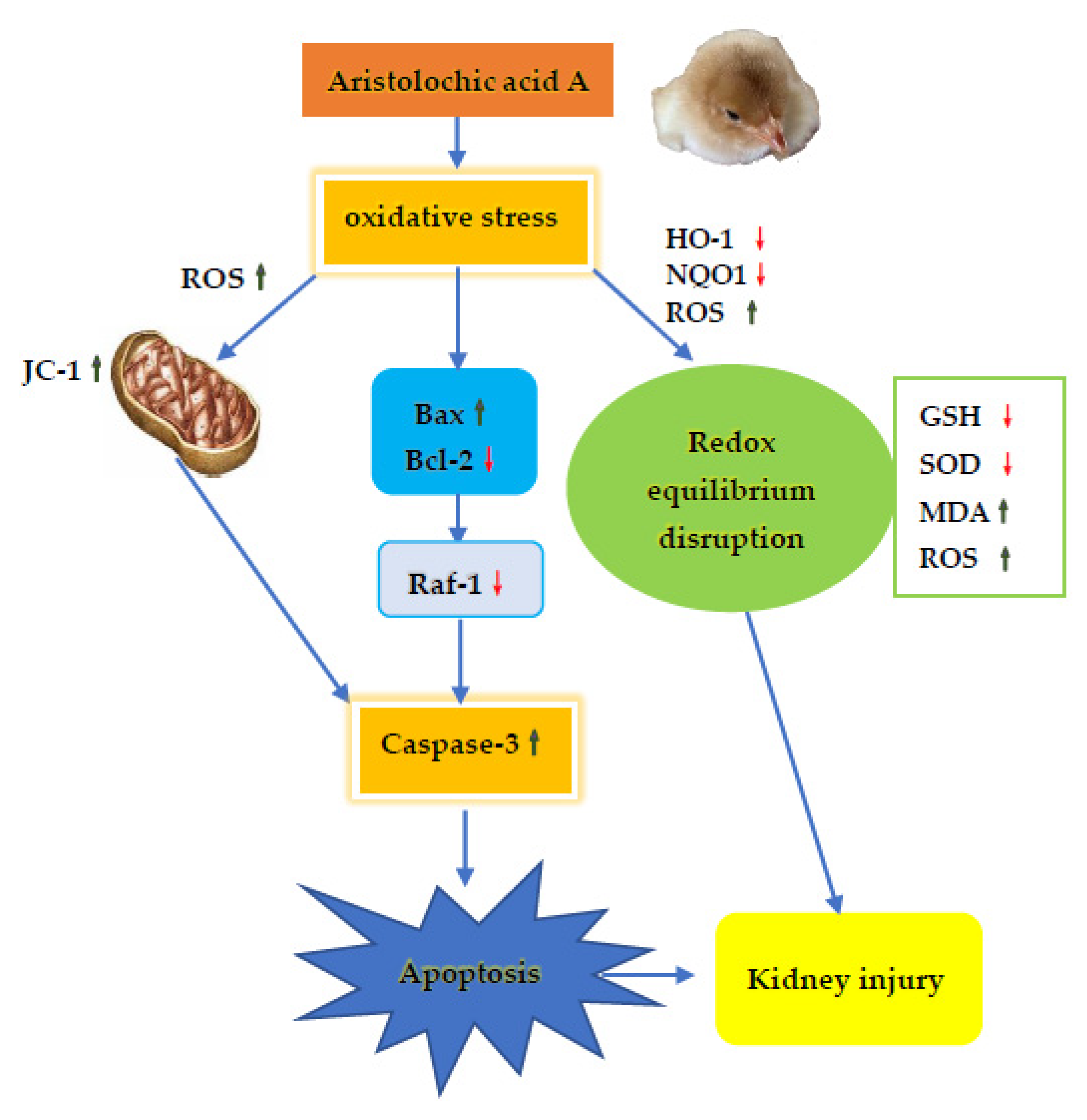 Animals 11 01556 g009