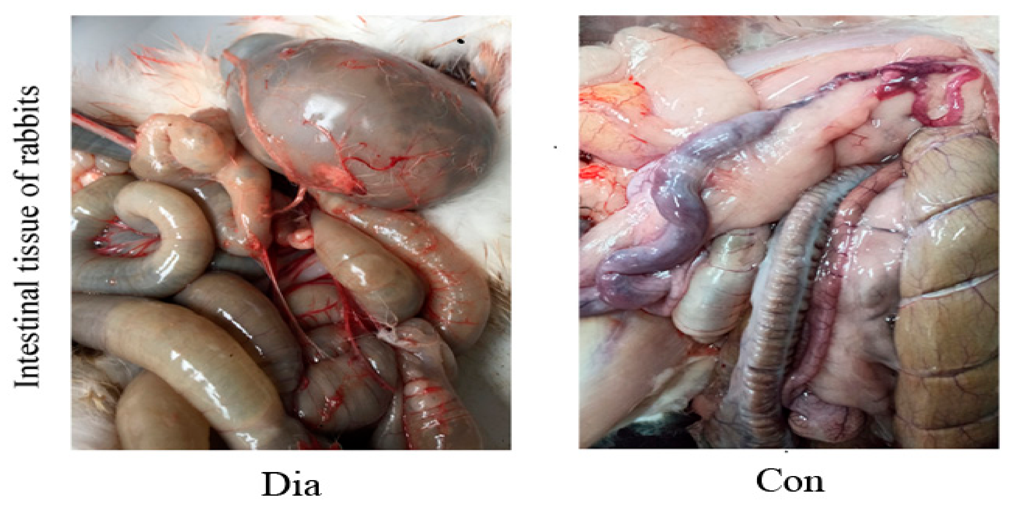 Animals 11 01560 g001 Animals 11 01560 g001