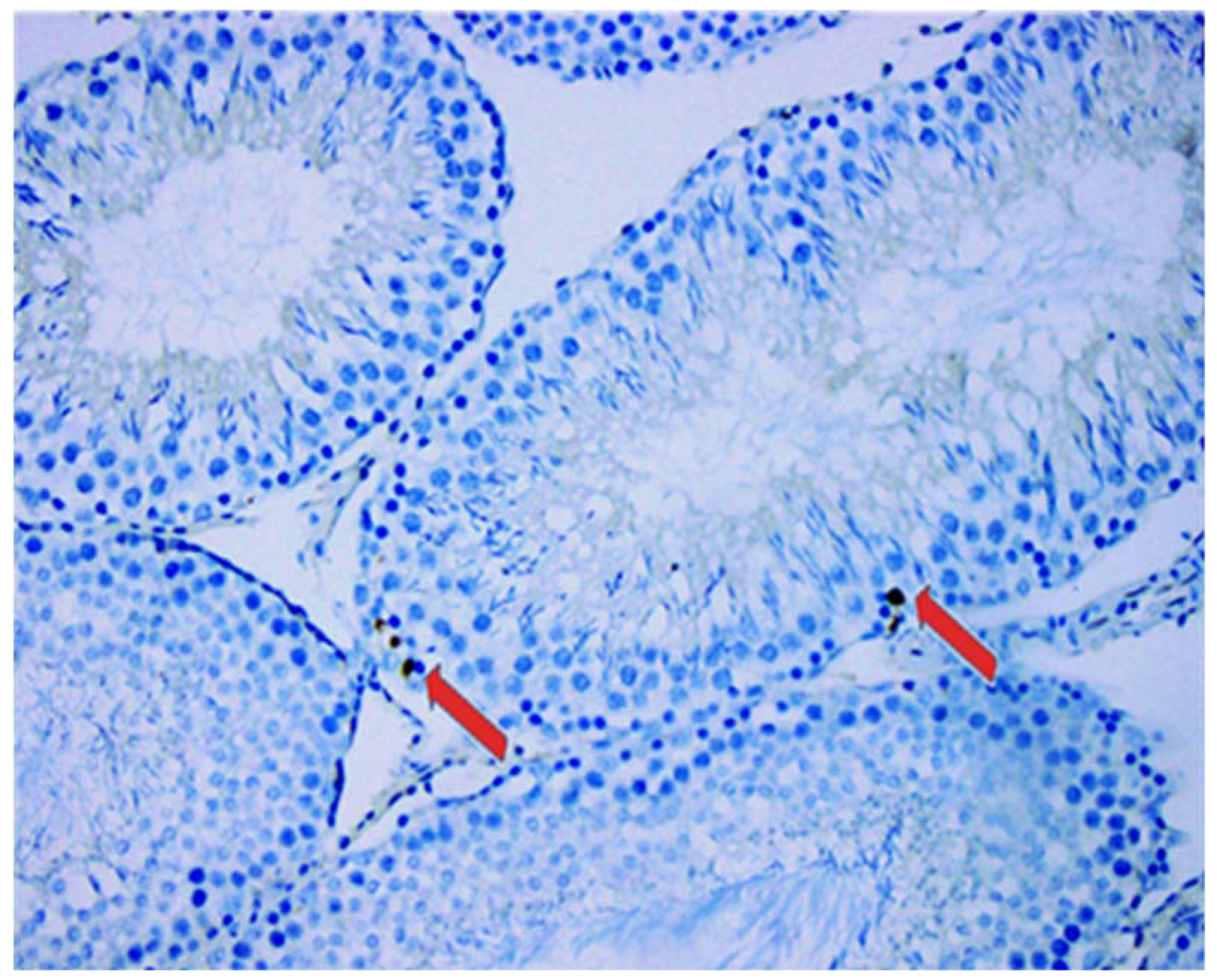 Animals 11 01569 g003 Animals 11 01569 g003