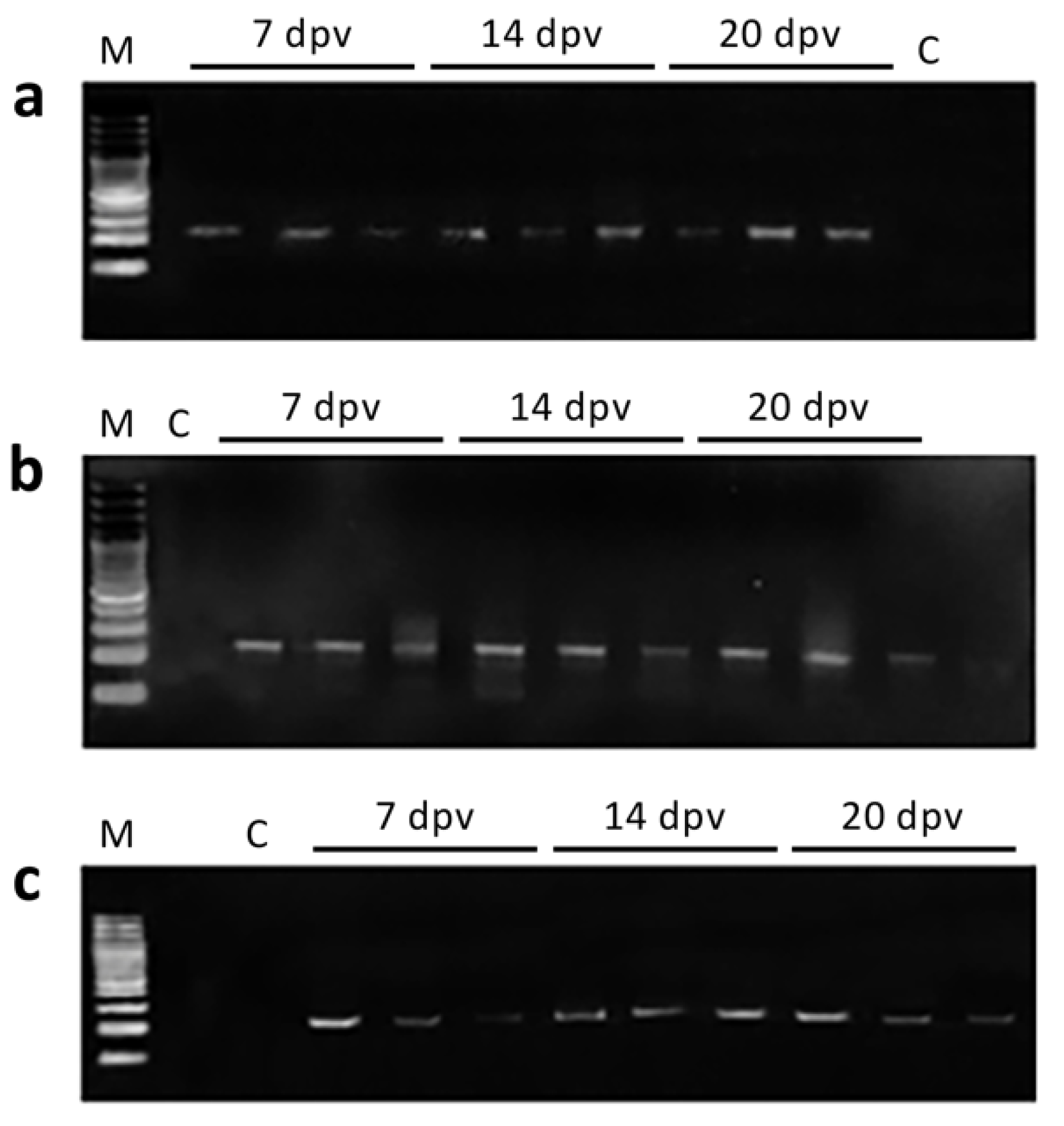 Animals 11 01613 g001