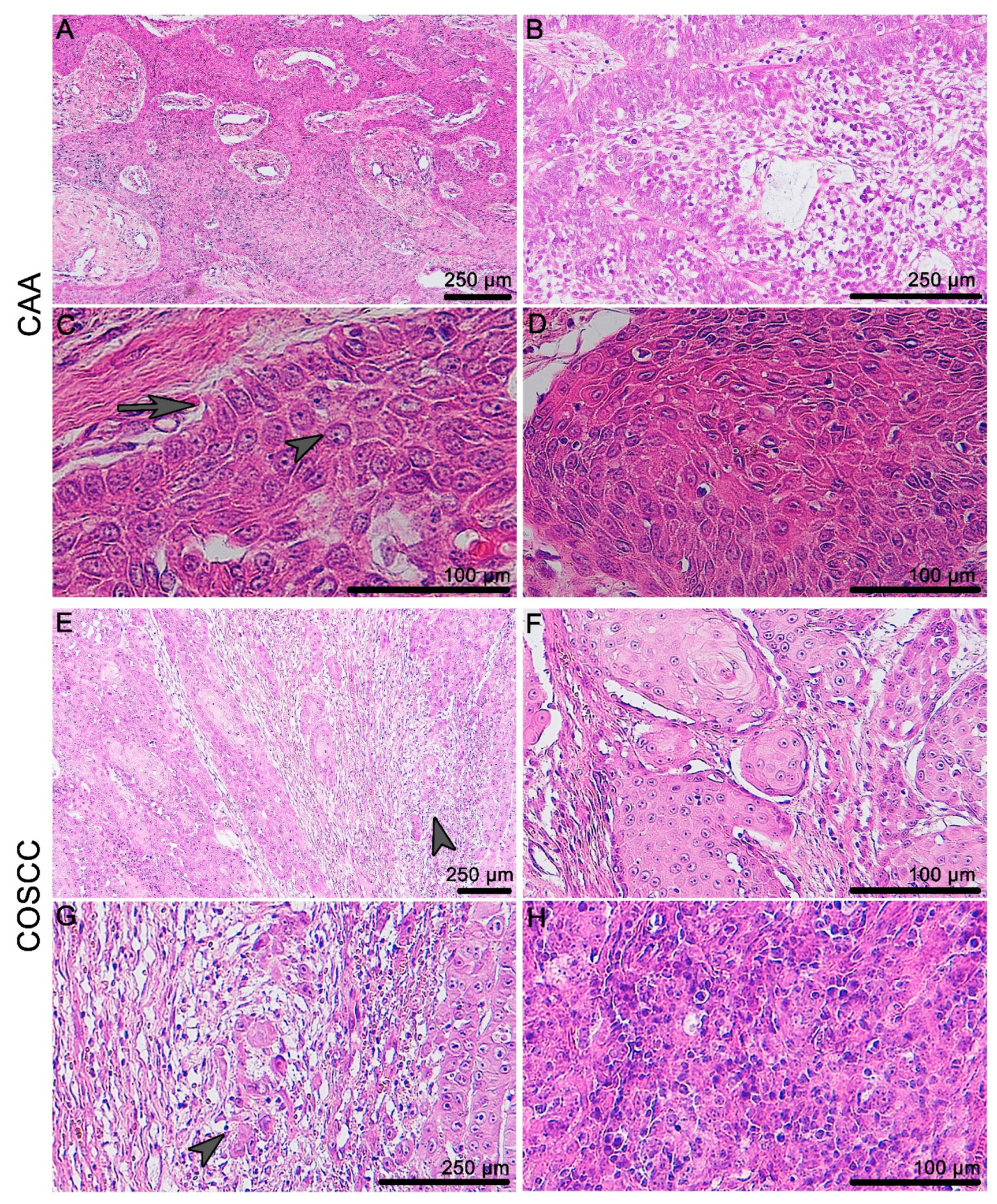 Animals 11 01615 g001 Animals 11 01615 g001