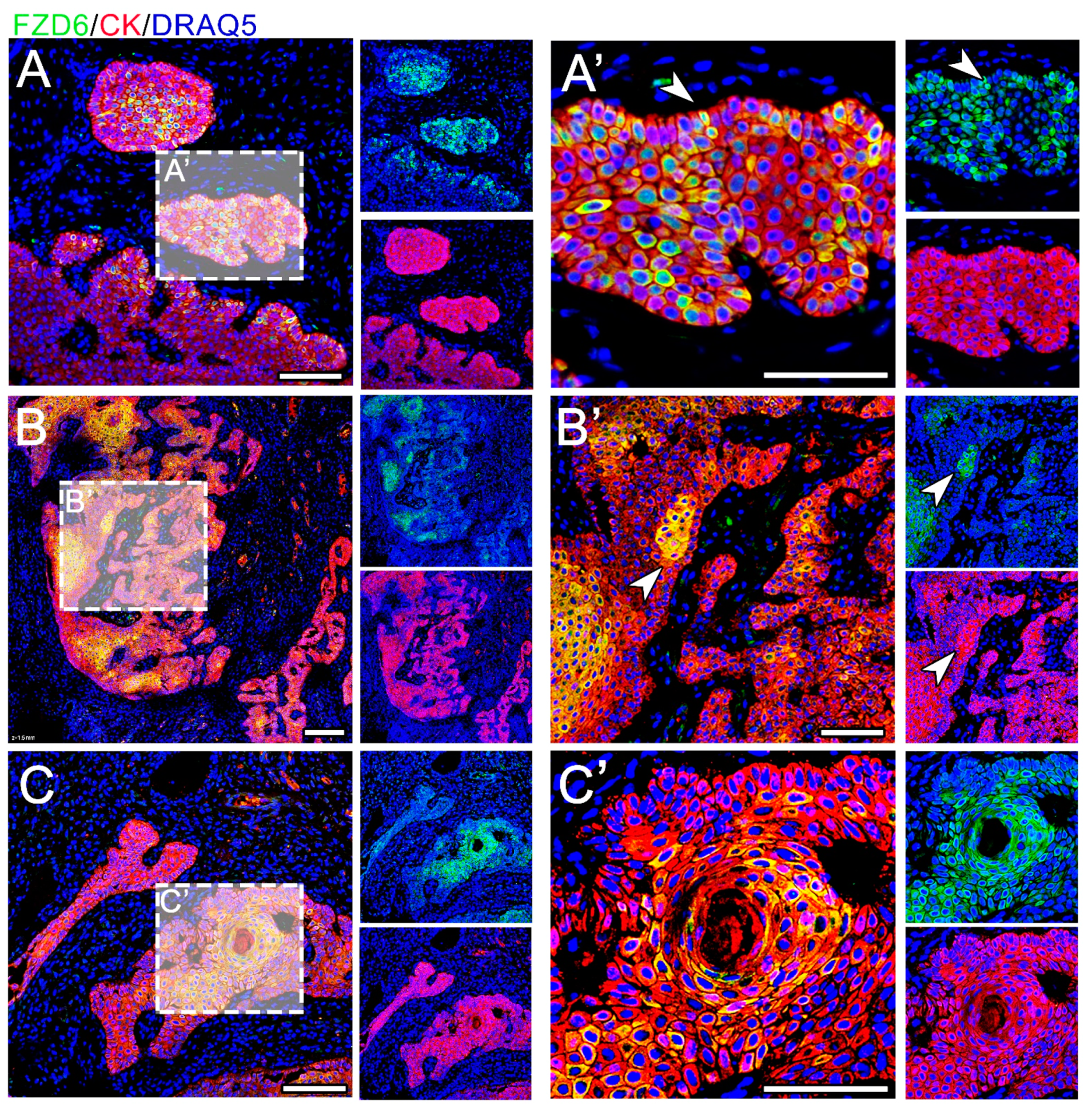 Animals 11 01615 g003 Animals 11 01615 g003