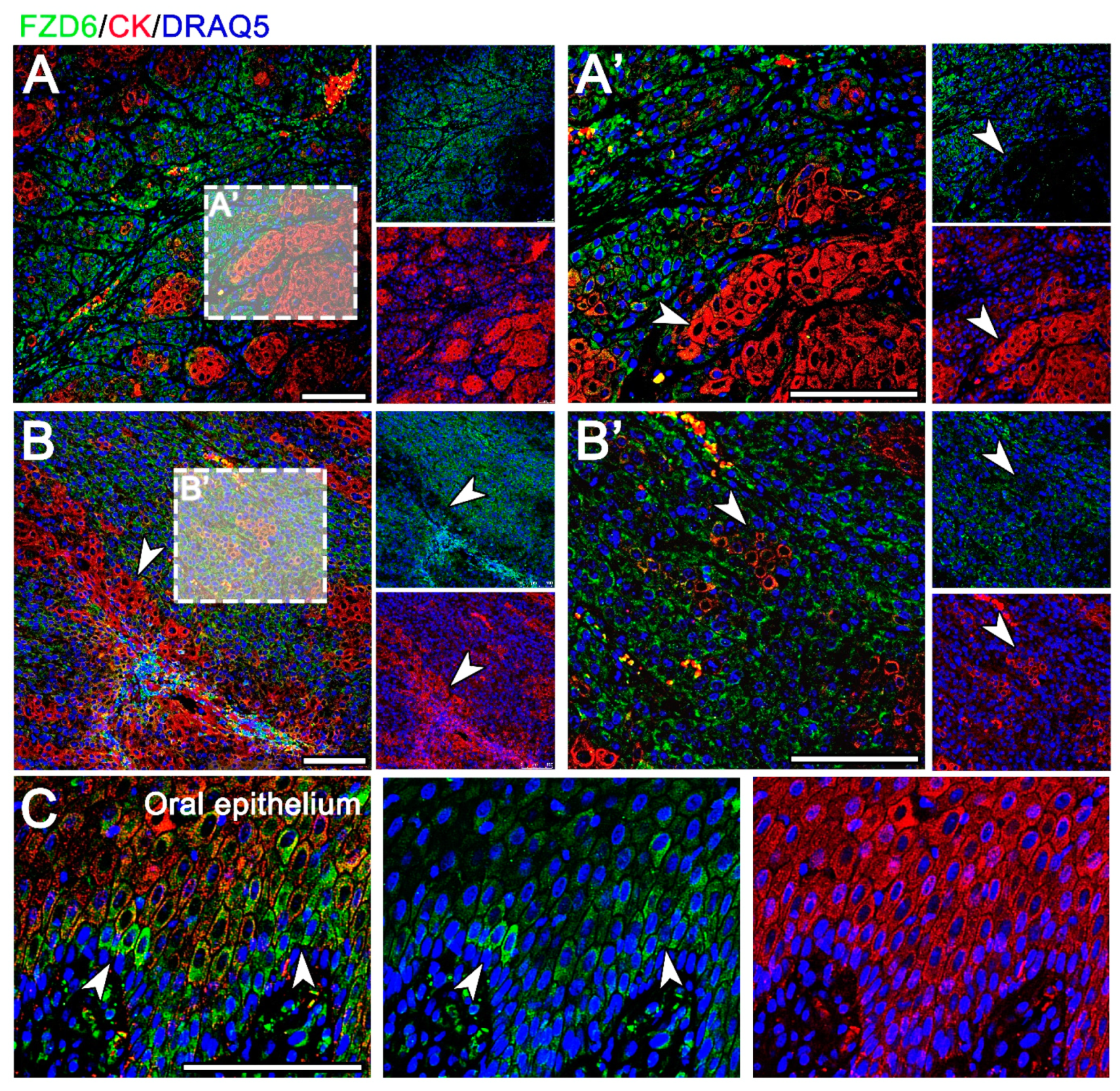 Animals 11 01615 g004 Animals 11 01615 g004