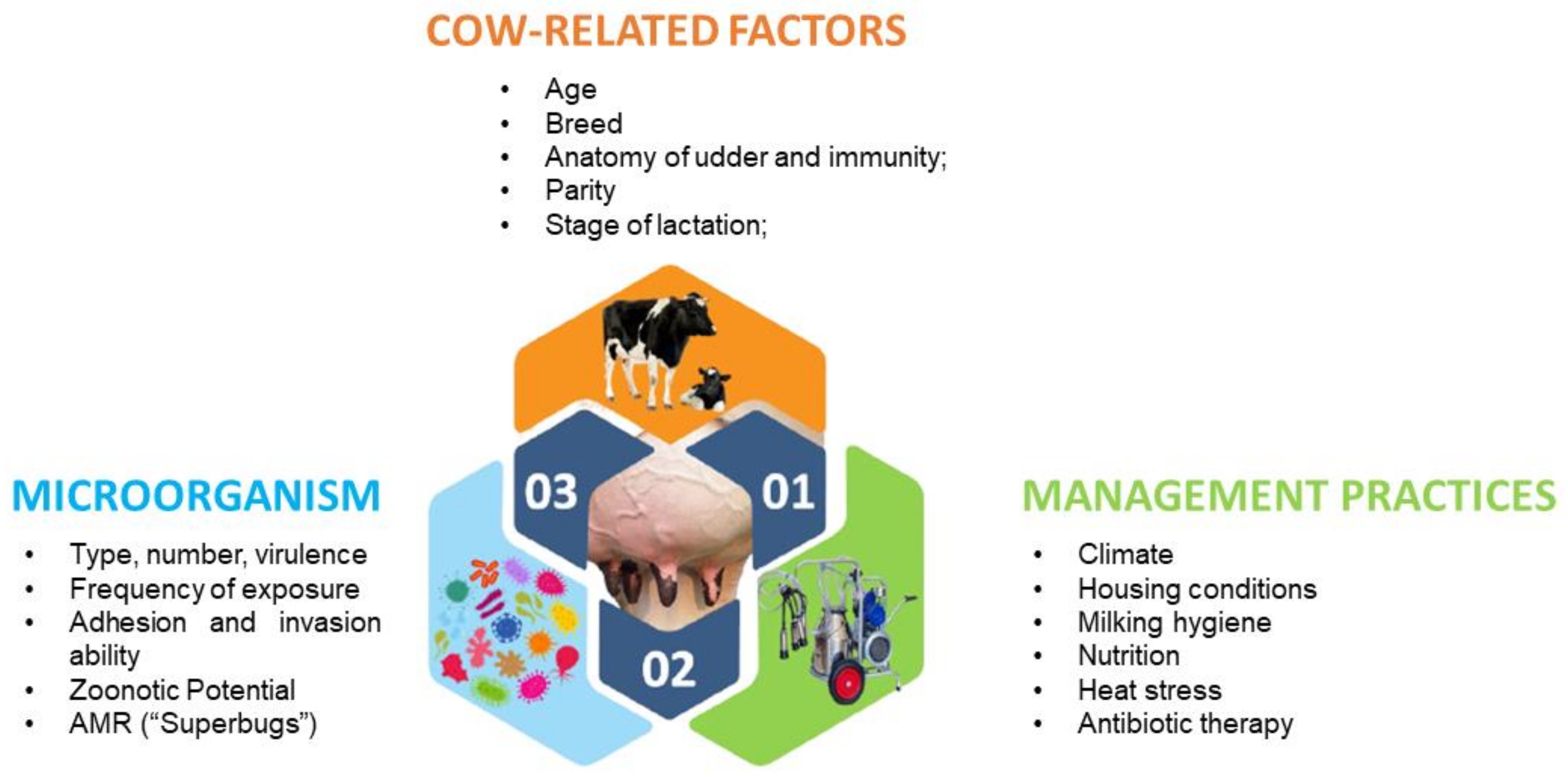 Animals Free Full Text Nanomaterials And Essential Oils As Candidates For Developing Novel Treatment Options For Bovine Mastitis Html