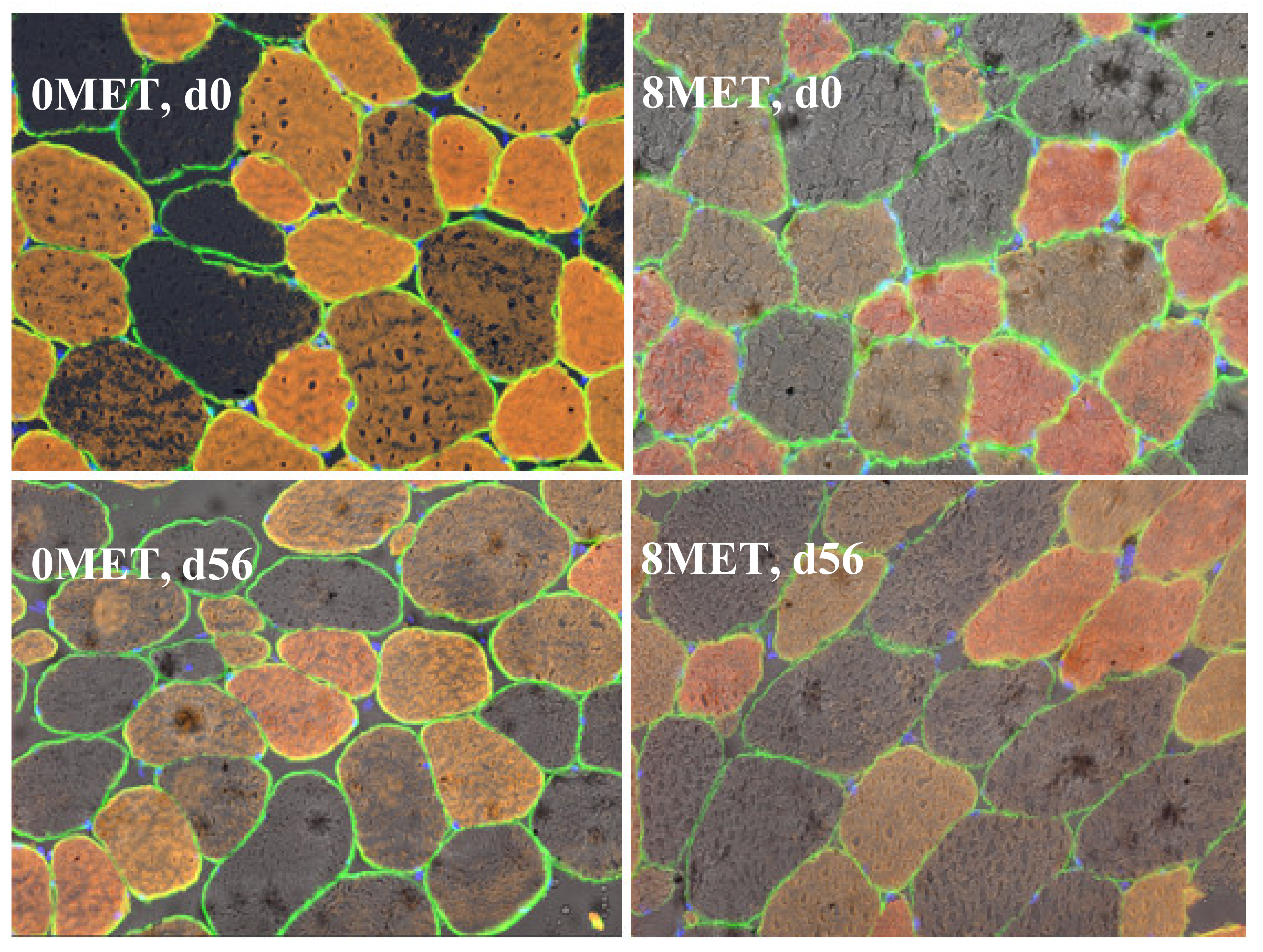 Animals 11 01627 g002