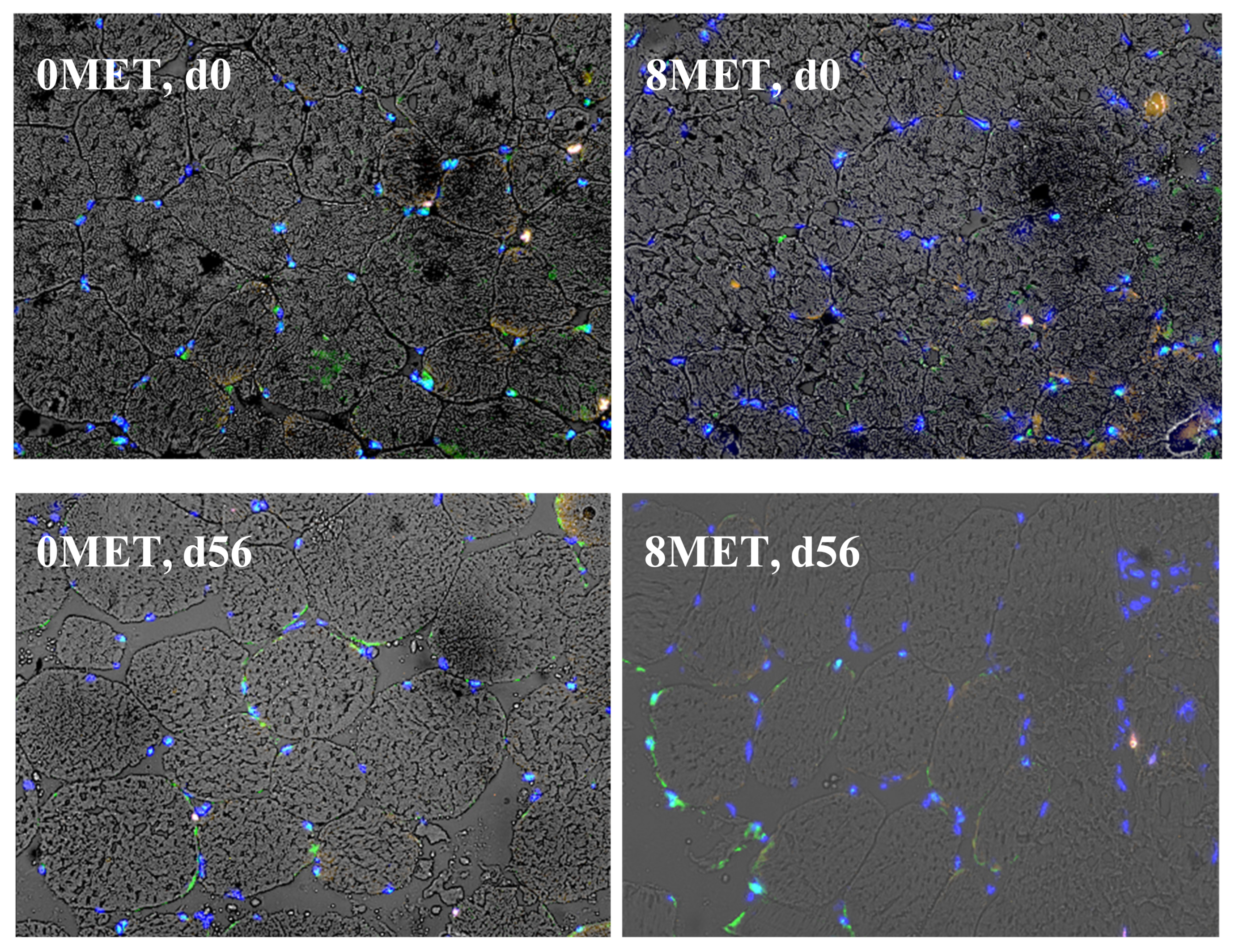 Animals 11 01627 g003