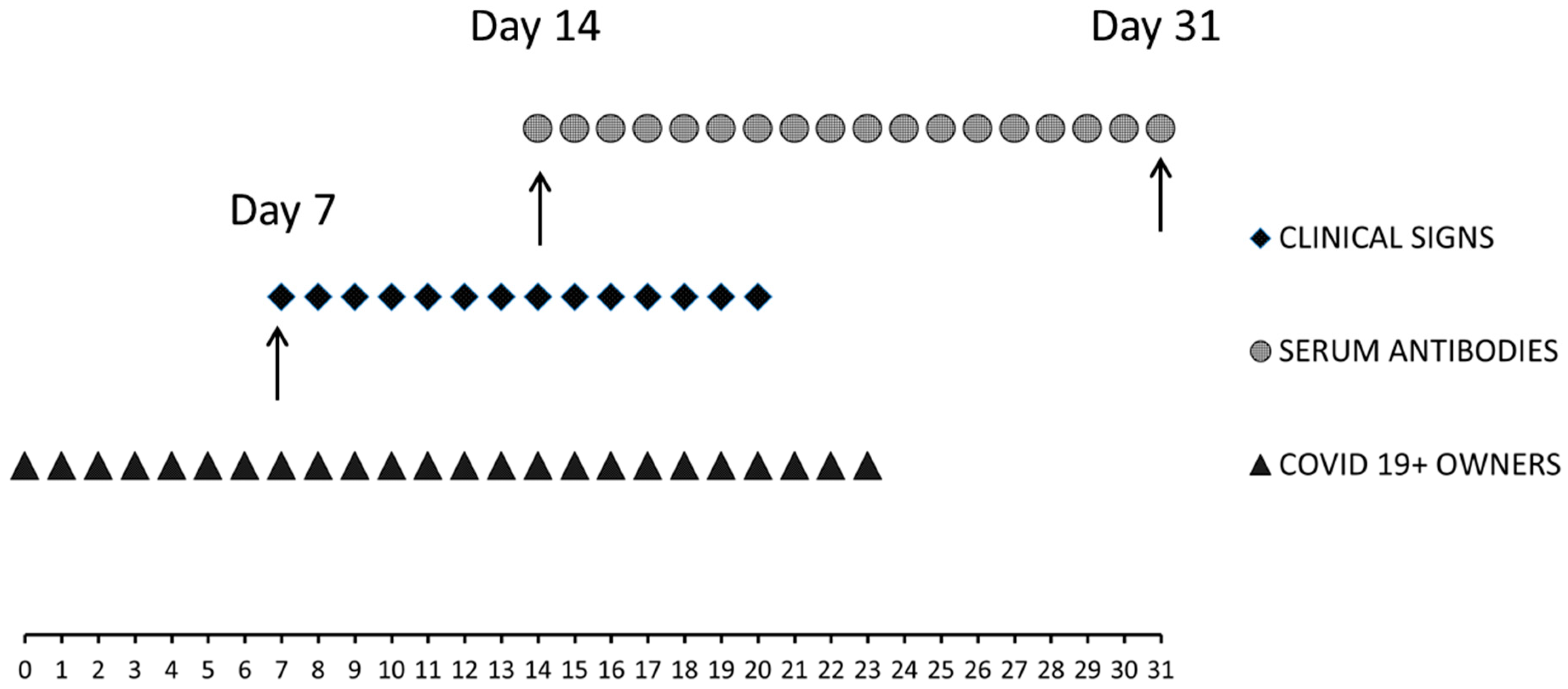 Animals Free Full Text Sars Cov 2 Natural Infection In A Symptomatic Cat Diagnostic Clinical And Medical Management In A One Health Vision Html