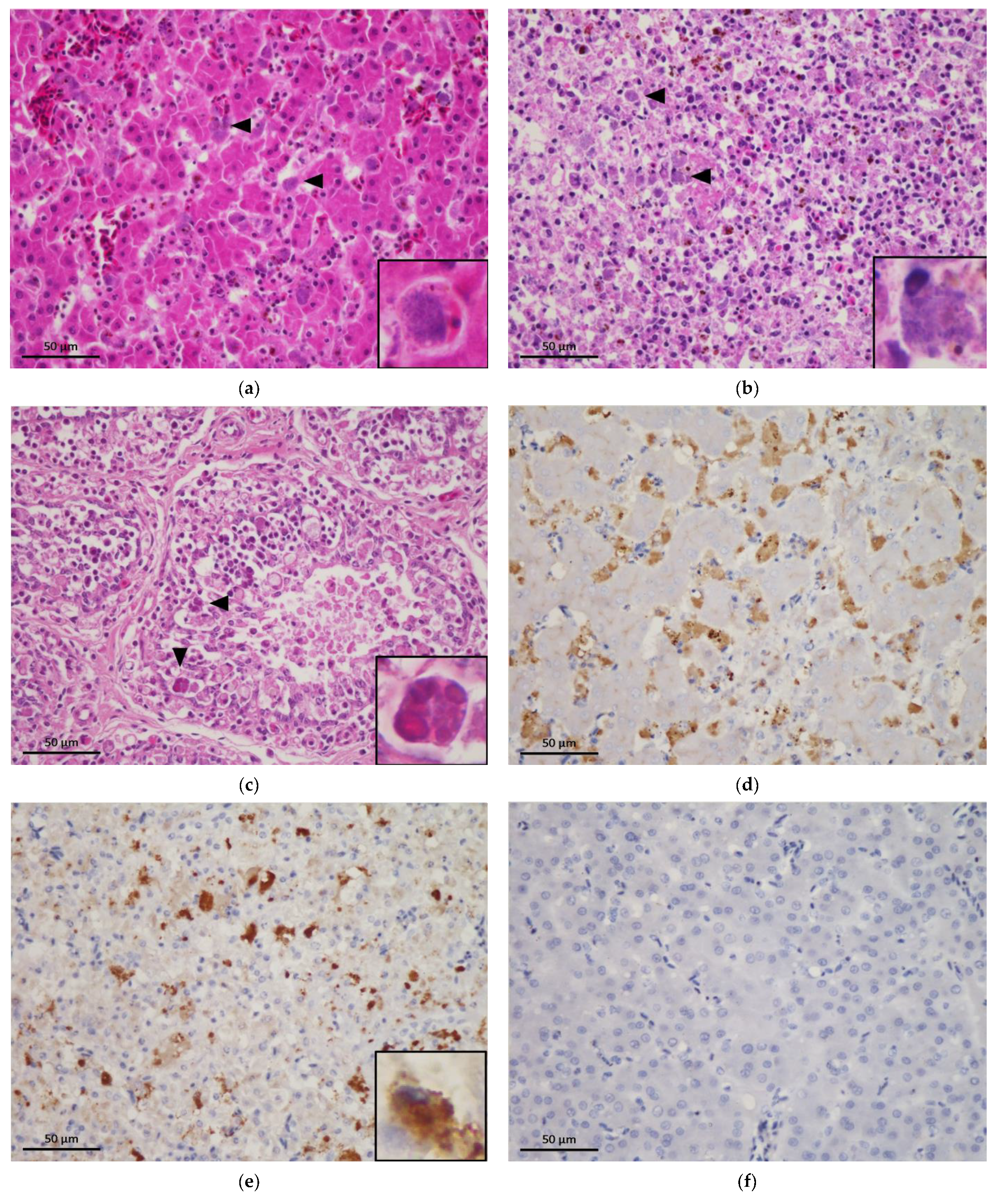 Animals 11 01654 g001 Animals 11 01654 g001