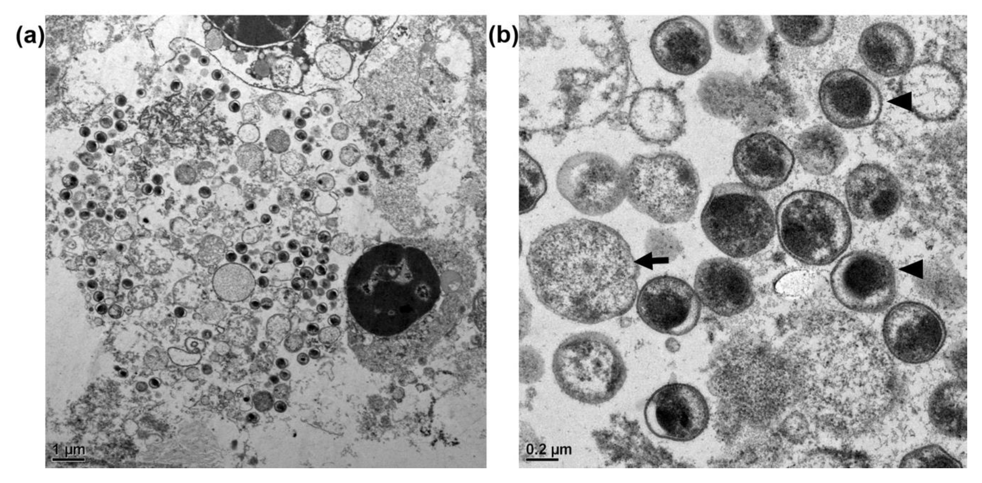 Animals 11 01654 g002 Animals 11 01654 g002