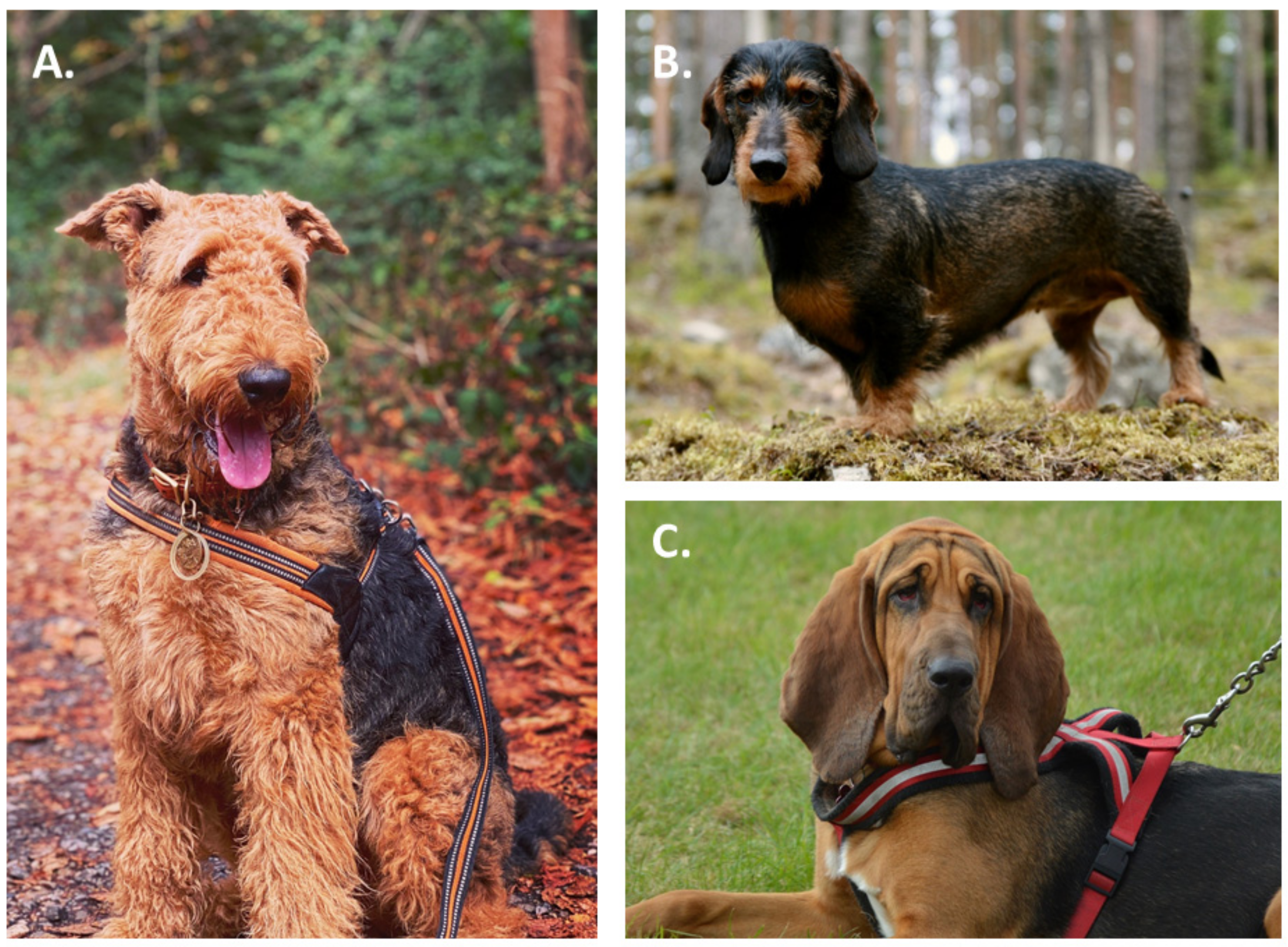 Animals 11 01661 g001