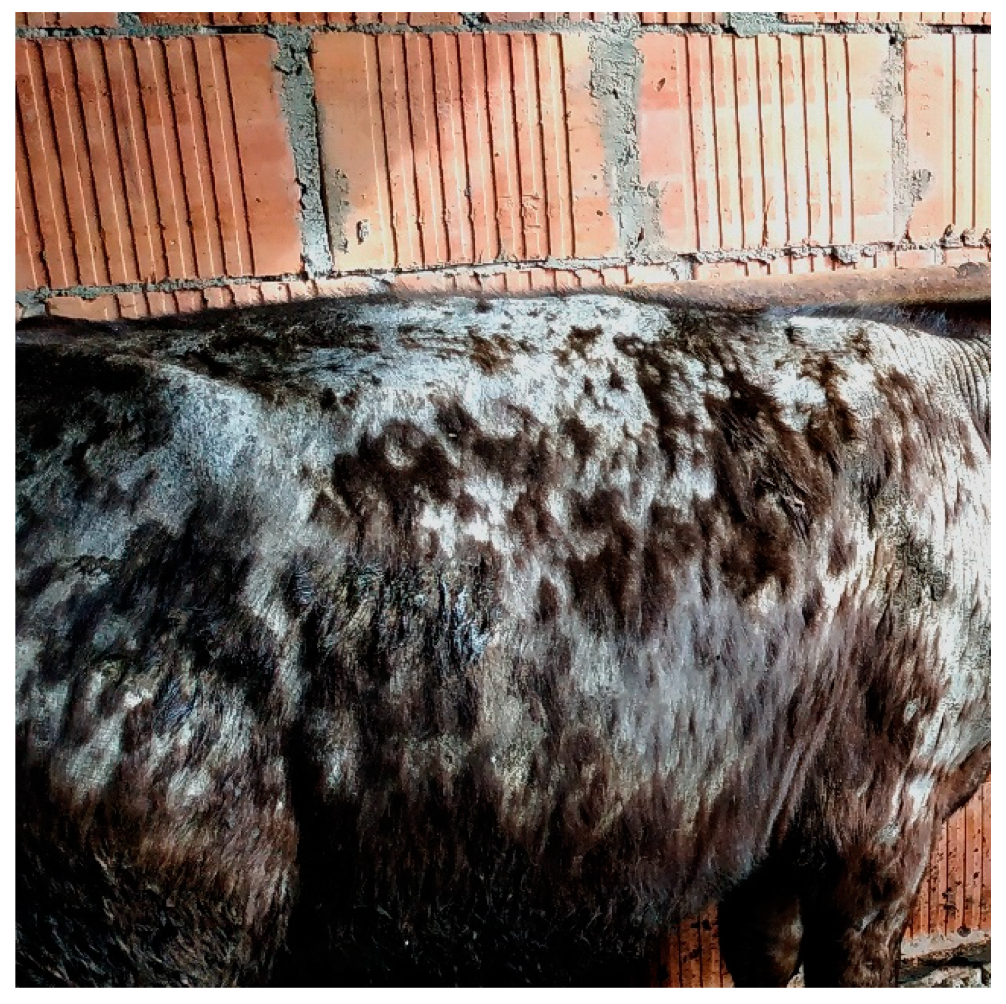 Animals 11 01662 g001