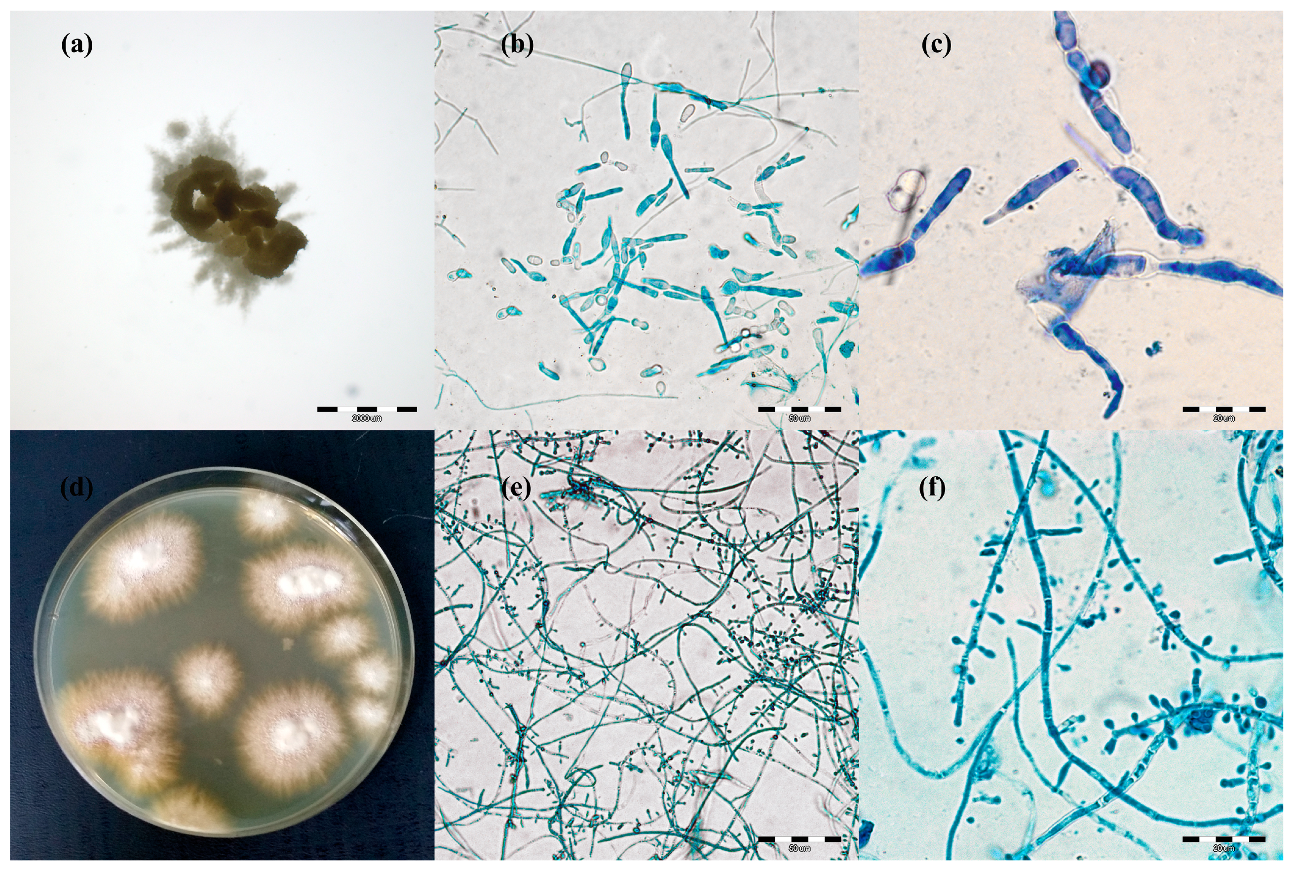 Animals 11 01662 g002