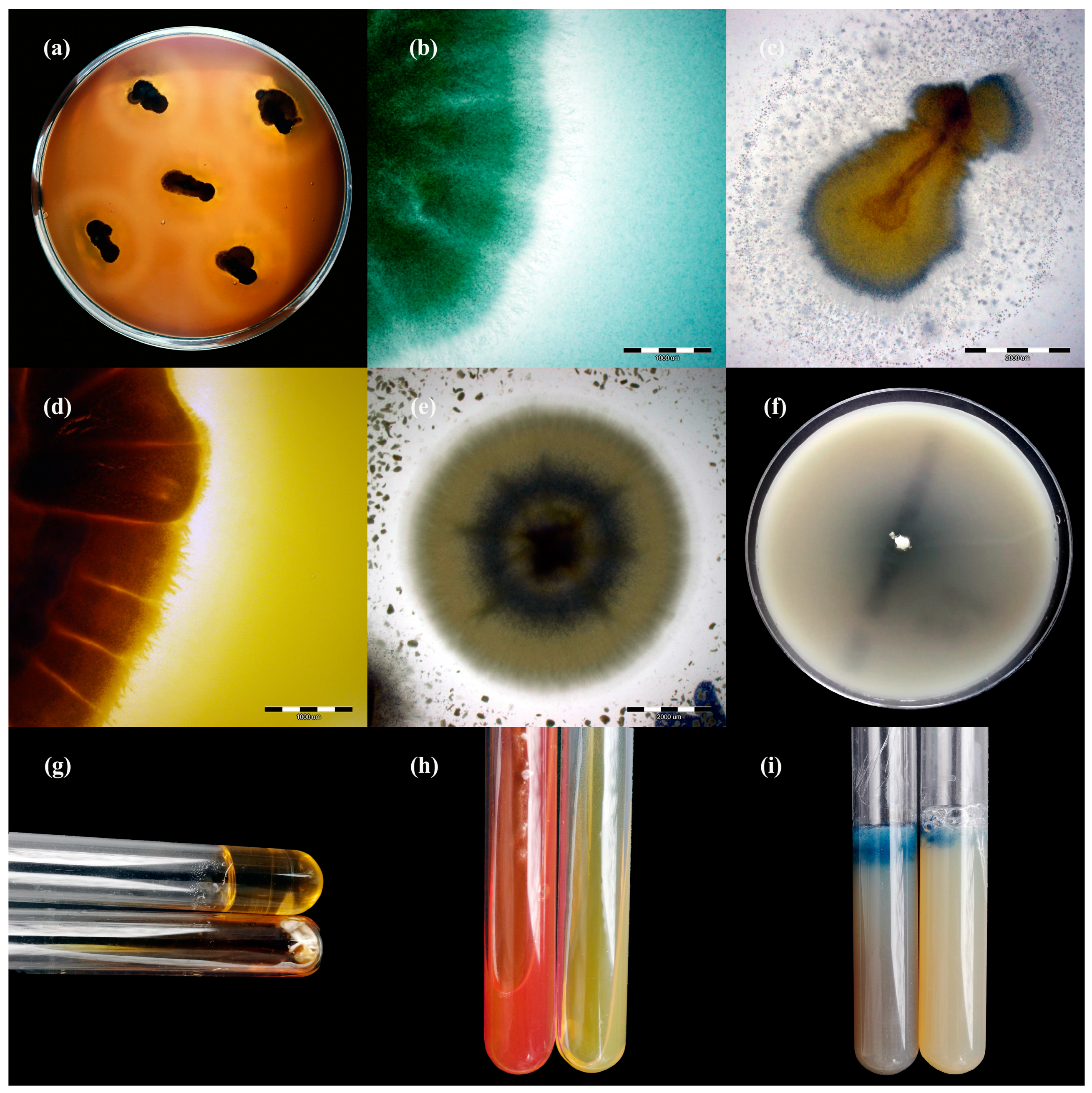 Animals 11 01662 g004