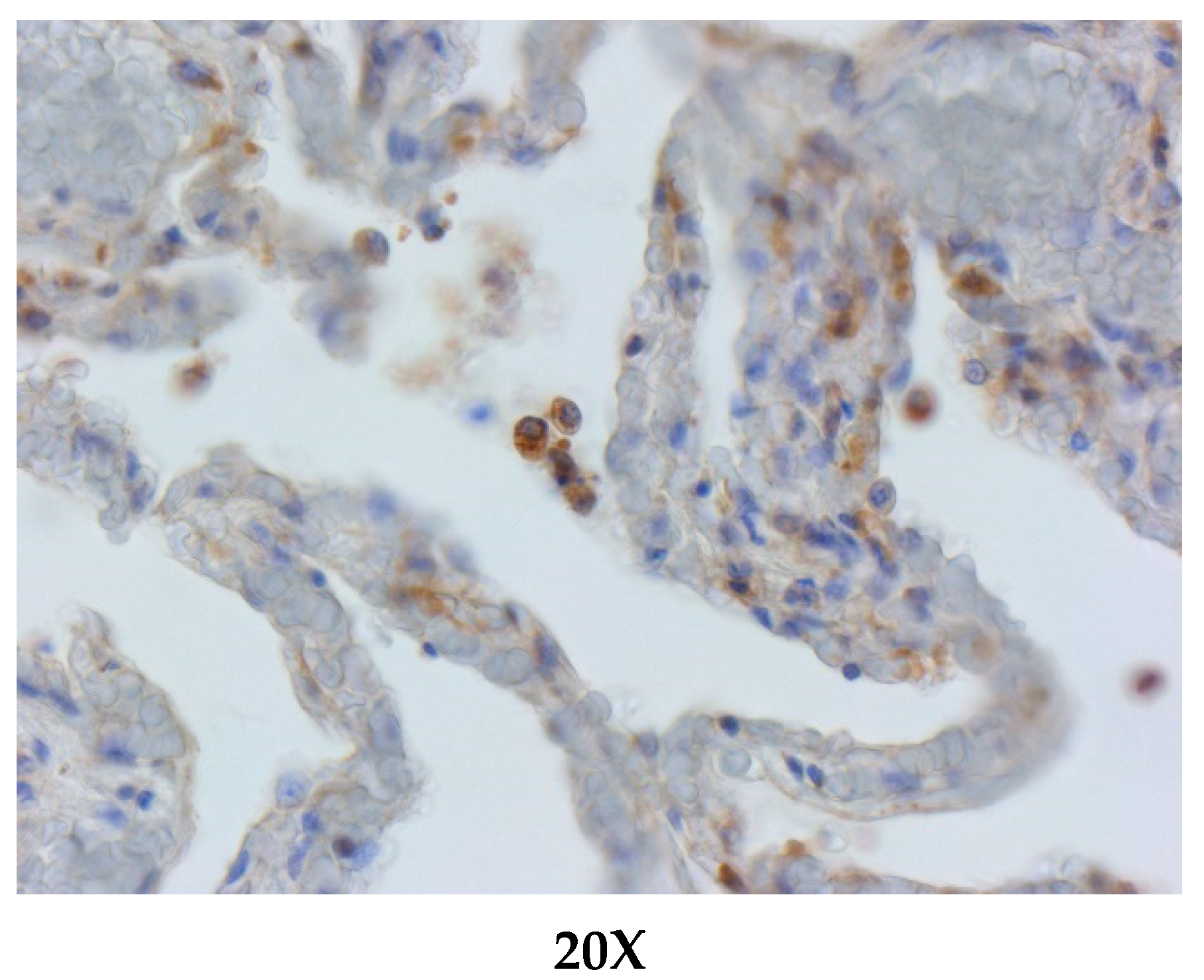 Animals 11 01663 g003 Animals 11 01663 g003