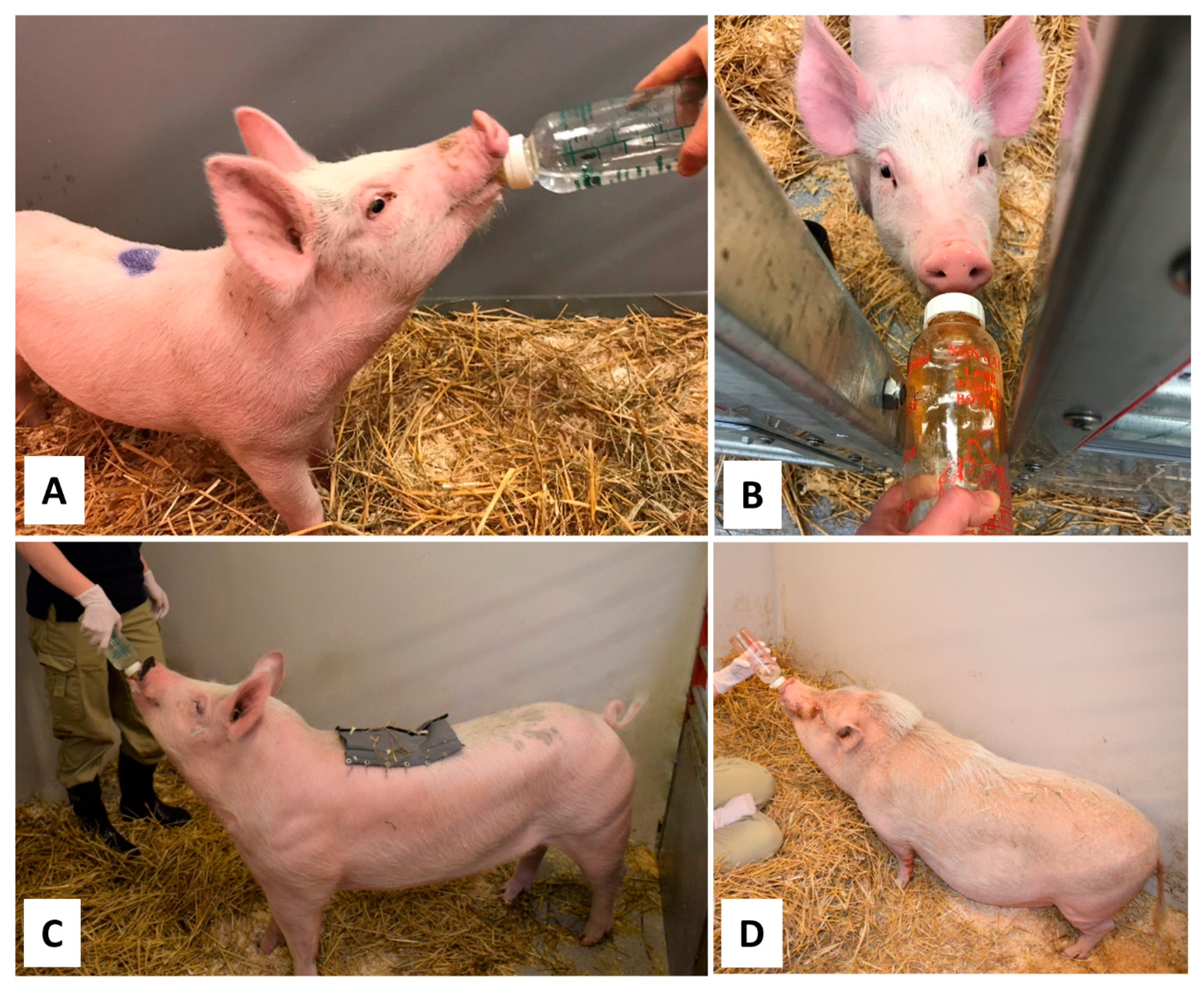 Animals | Free Full-Text | Training Pigs for Oral Glucose Tolerance  Test—Six Years' Experience of a Refined Model