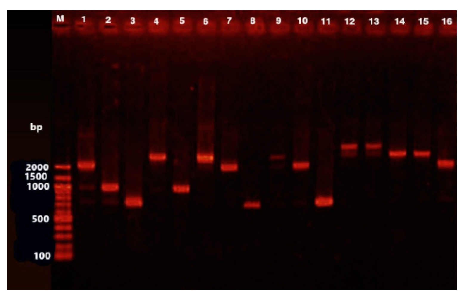 Animals 11 01712 g001