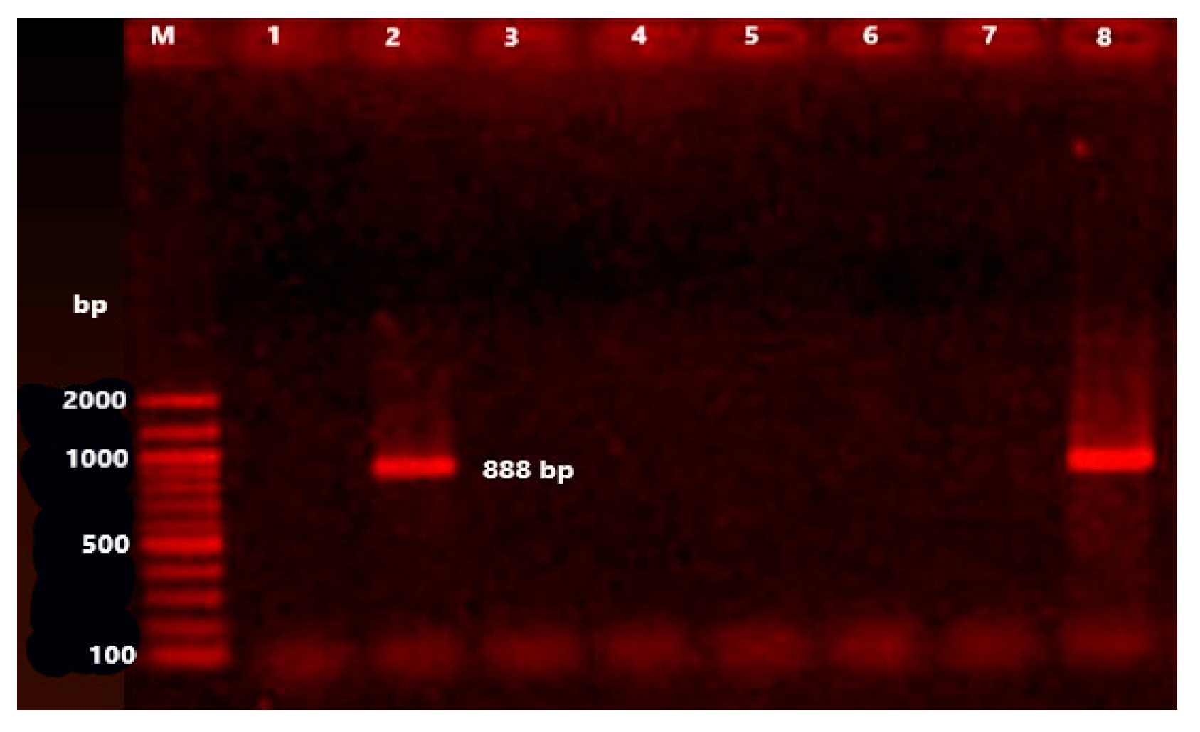 Animals 11 01712 g003