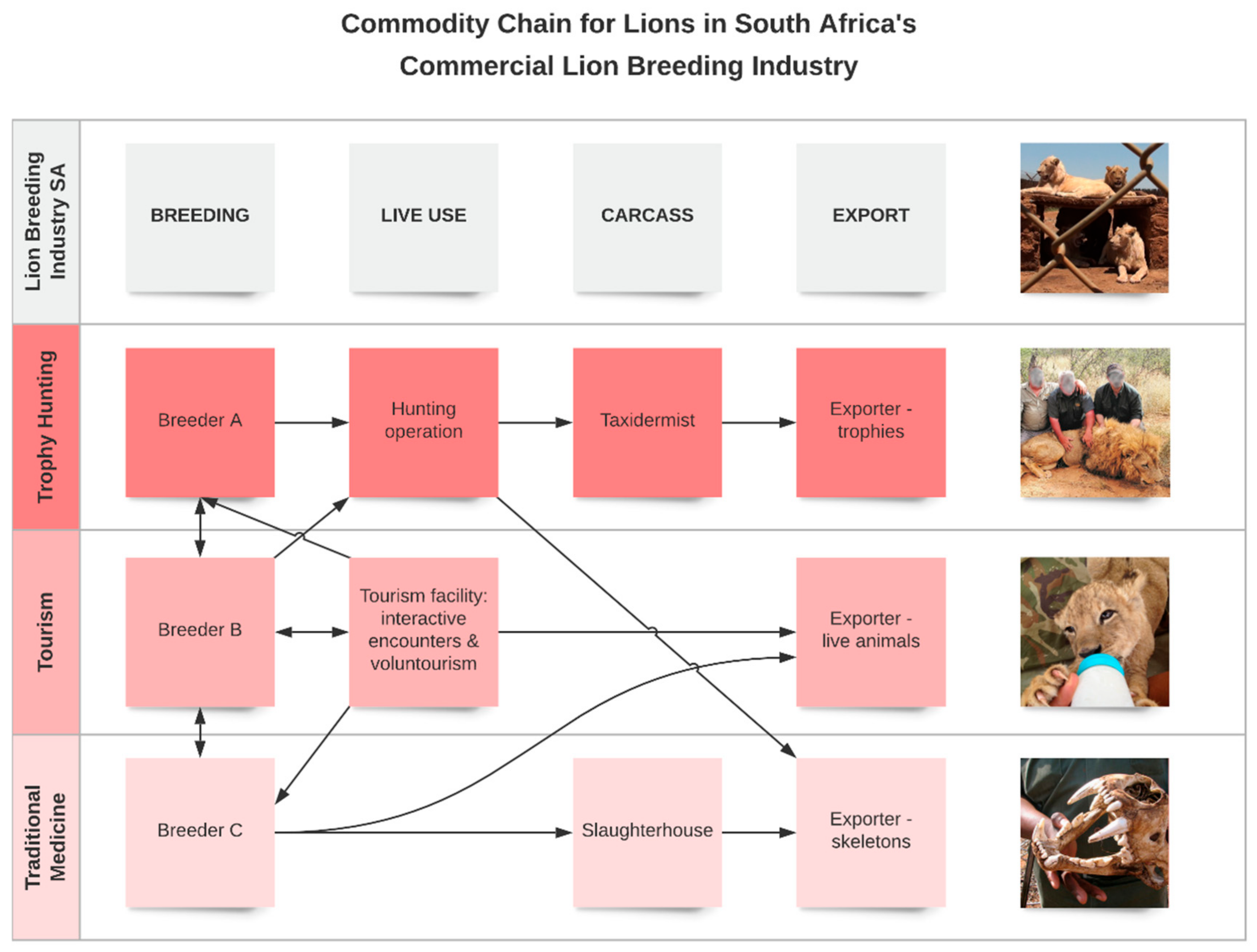 Animals 11 01717 g001