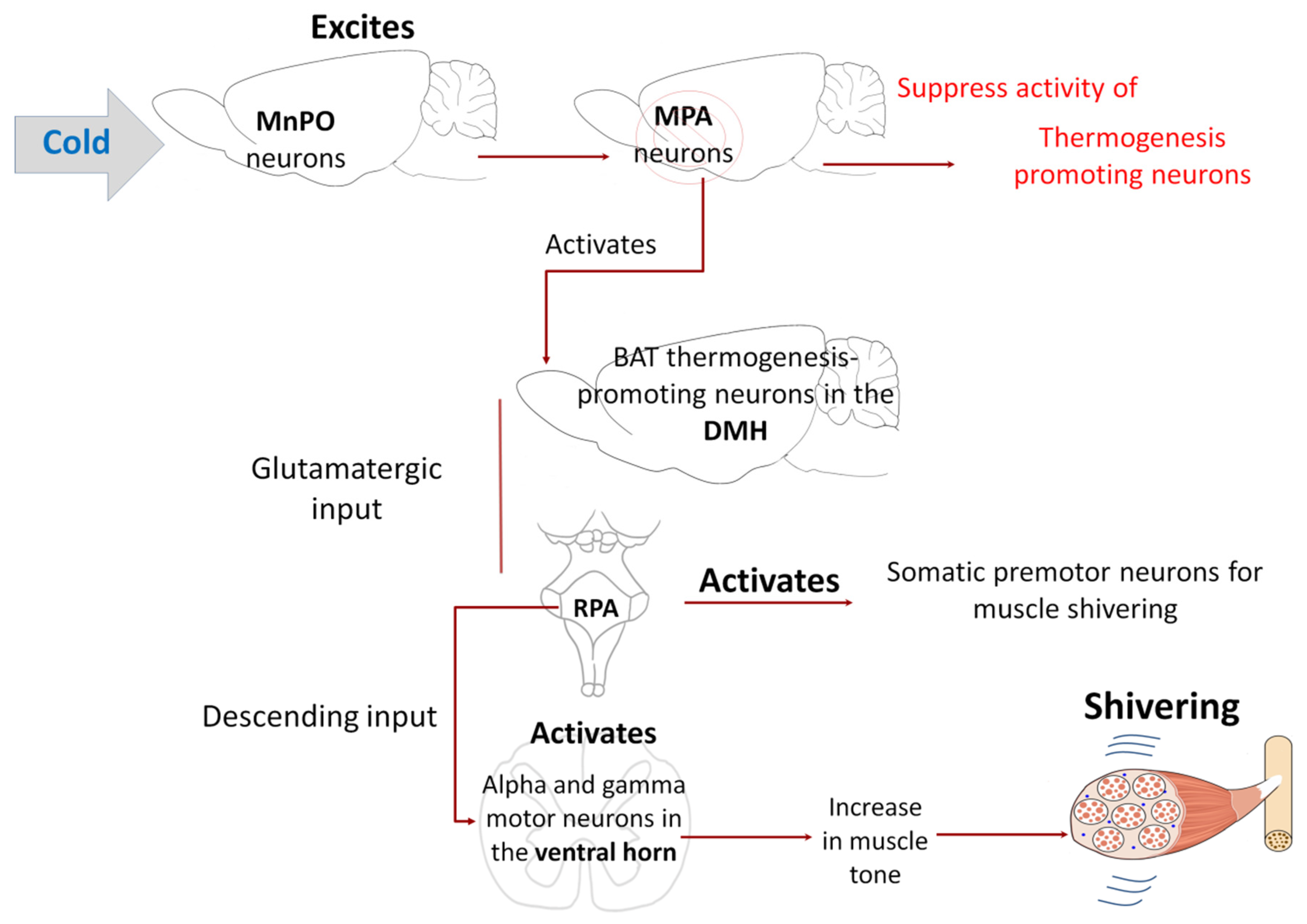 Graag gedaan totaal Aangenaam kennis te maken Animals | Free Full-Text | Physiological and Behavioral Mechanisms of Thermoregulation in Mammals Graag gedaan totaal Aangenaam kennis te maken Animals | Free Full-Text | Physiological and Behavioral Mechanisms of Thermoregulation in Mammals