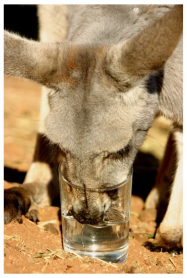Do Kangaroos Drink Water? [Myth Busted] 