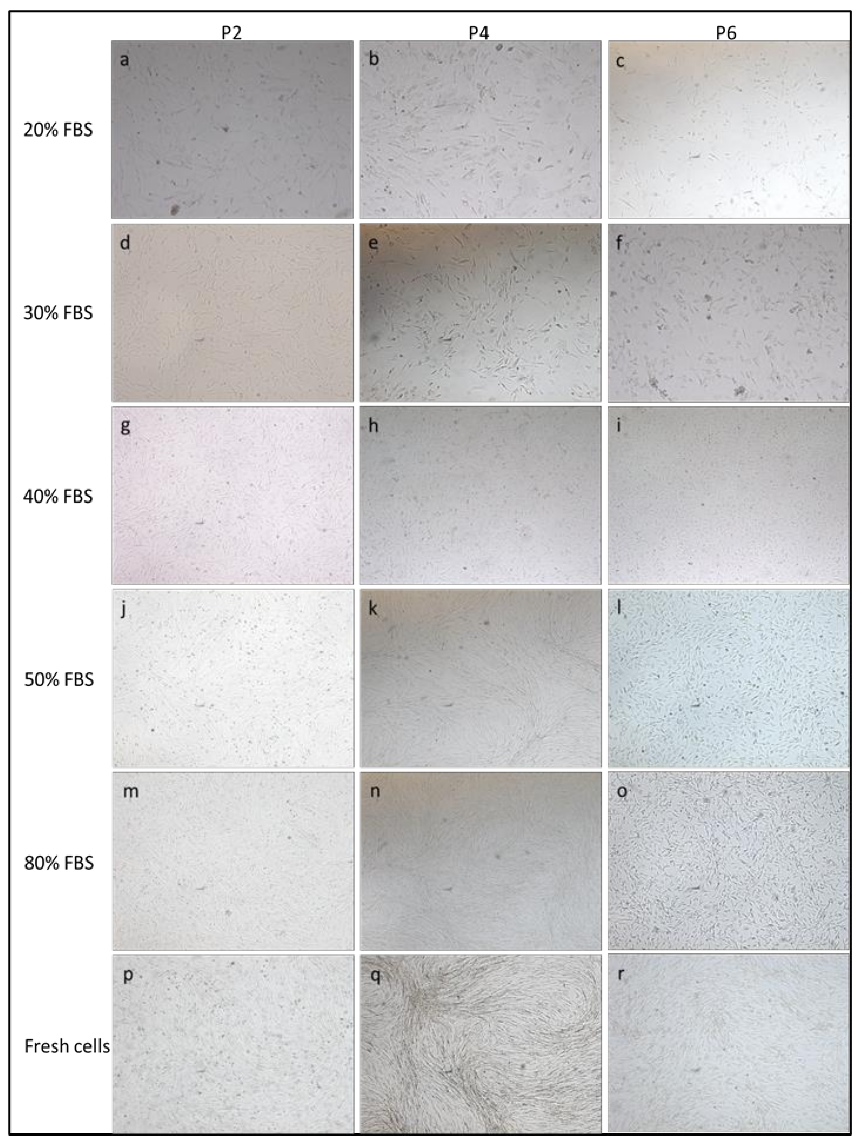 Animals Free Full Text The Effect Of A 7 Year Long Cryopreservation On Stemness Features Of Canine Adipose Derived Mesenchymal Stem Cells Cad Msc Html Animals Free Full Text The Effect Of A 7 Year Long Cryopreservation On Stemness Features Of Canine Adipose Derived Mesenchymal Stem Cells Cad Msc Html