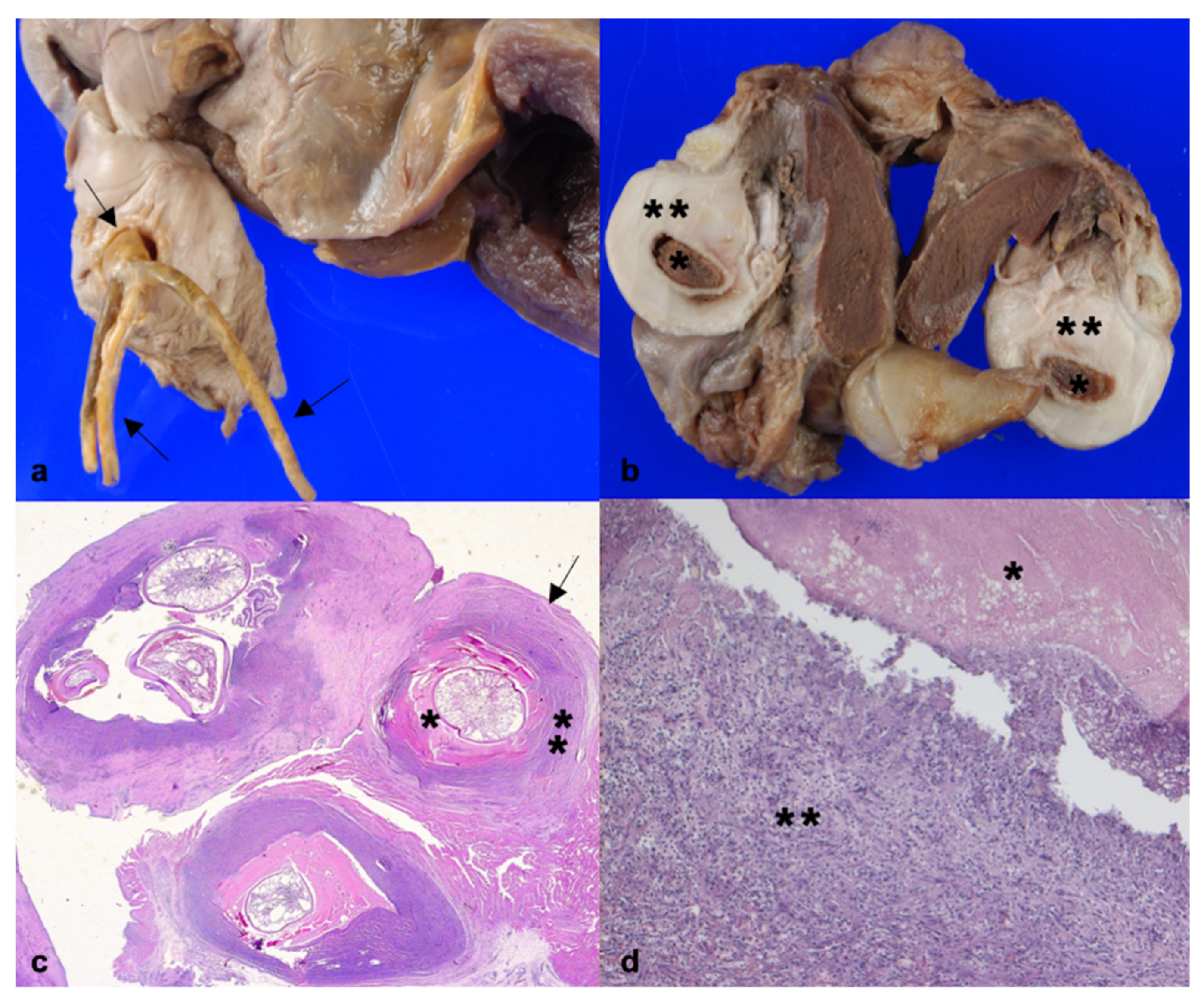 Animals 11 01757 g001 Animals 11 01757 g001