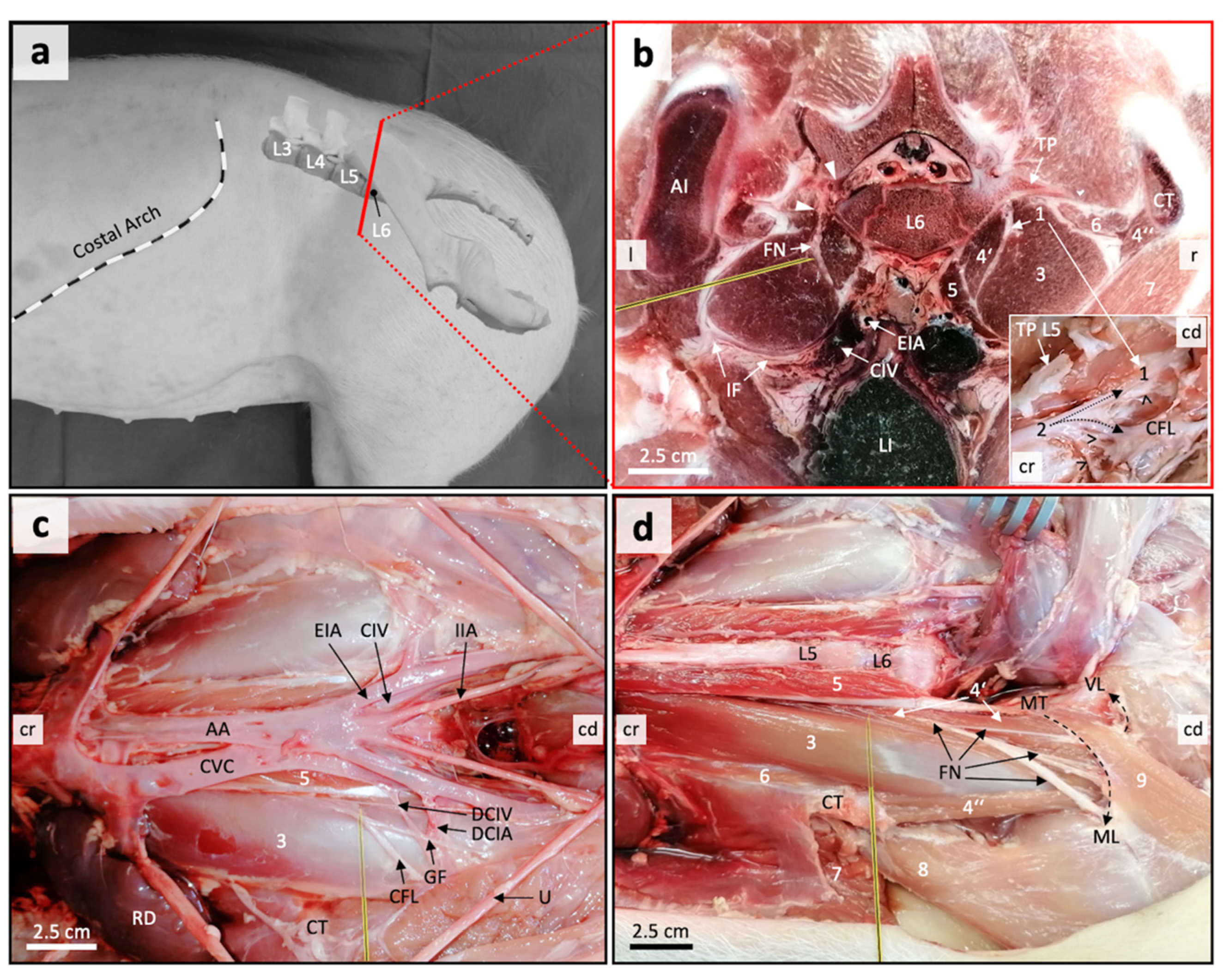Animals 11 01759 g002 Animals 11 01759 g002