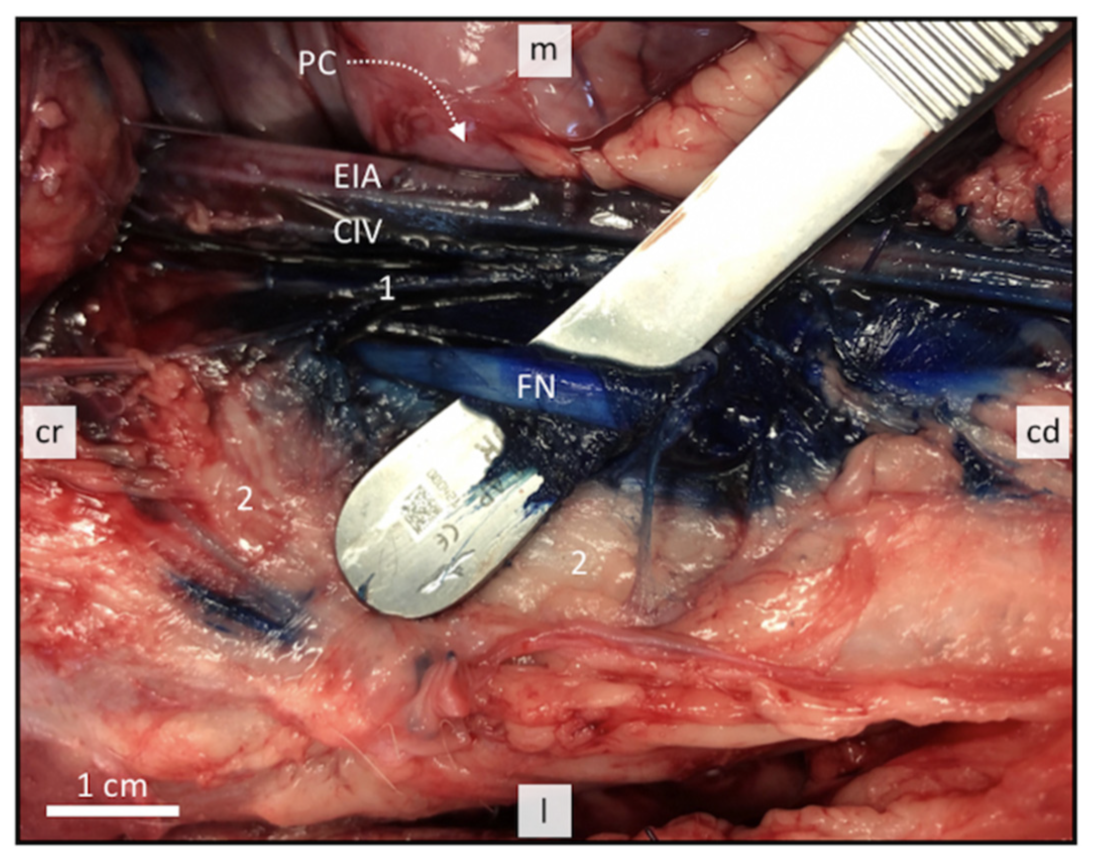 Animals 11 01759 g004 Animals 11 01759 g004