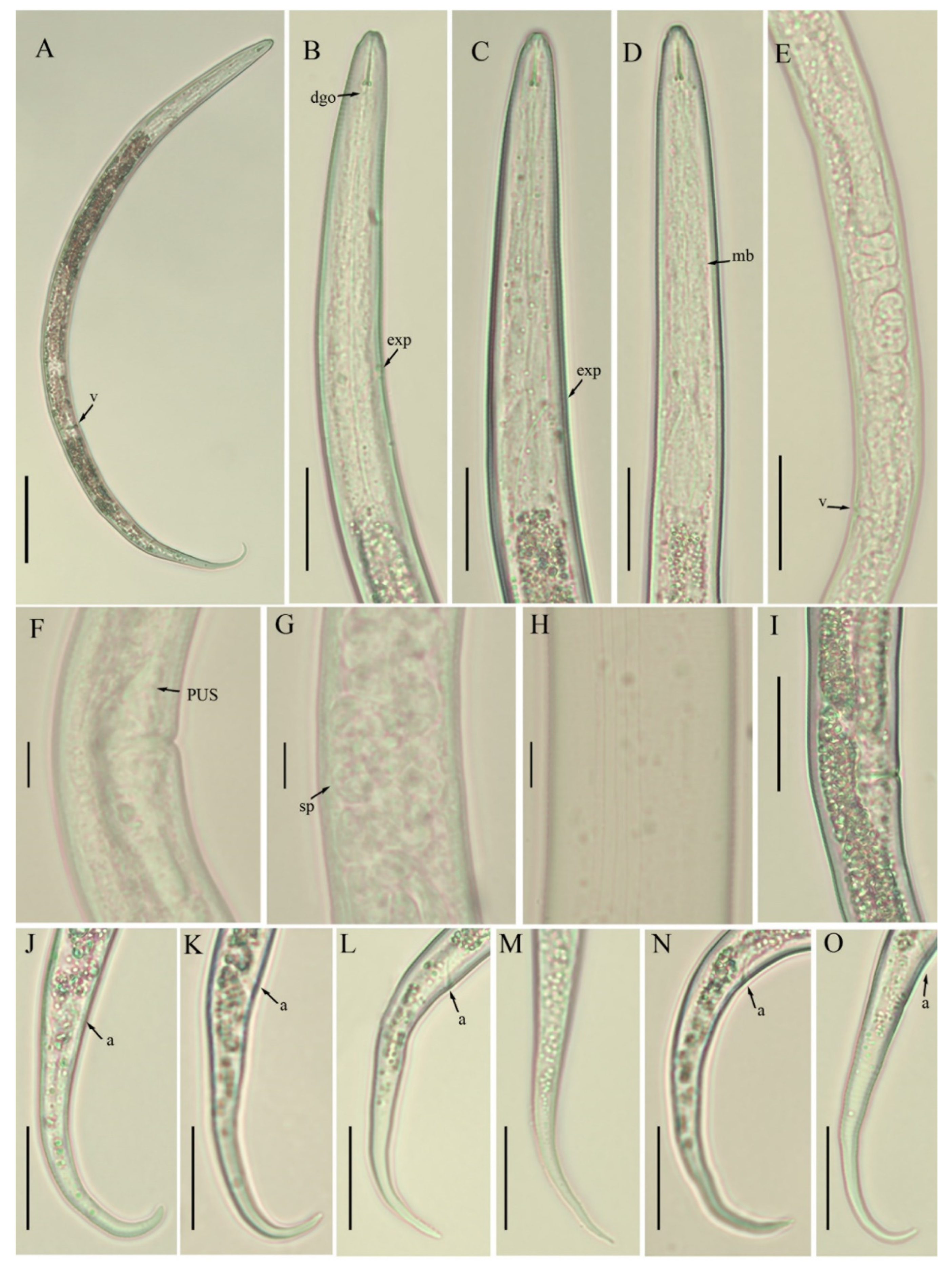Animals Free Full Text Overview Of The Genus Boleodorus And First Reports Of Boleodorus Thylactus And B Volutus From Southern Alberta Canada Html Animals Free Full Text Overview Of The Genus Boleodorus And First Reports Of Boleodorus Thylactus And B Volutus From Southern Alberta Canada Html