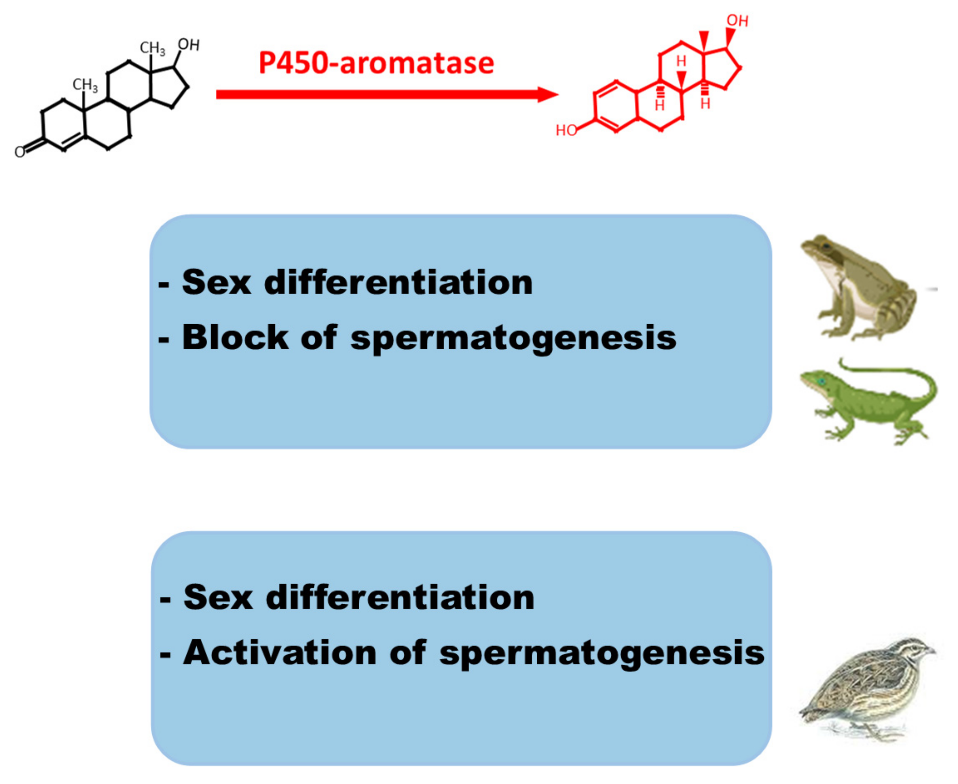 Animals | Free Full-Text | The Aromatase–Estrogen System in the Testes of Non-Mammalian Vertebrates Animals | Free Full-Text | The Aromatase–Estrogen System in the Testes of Non-Mammalian Vertebrates