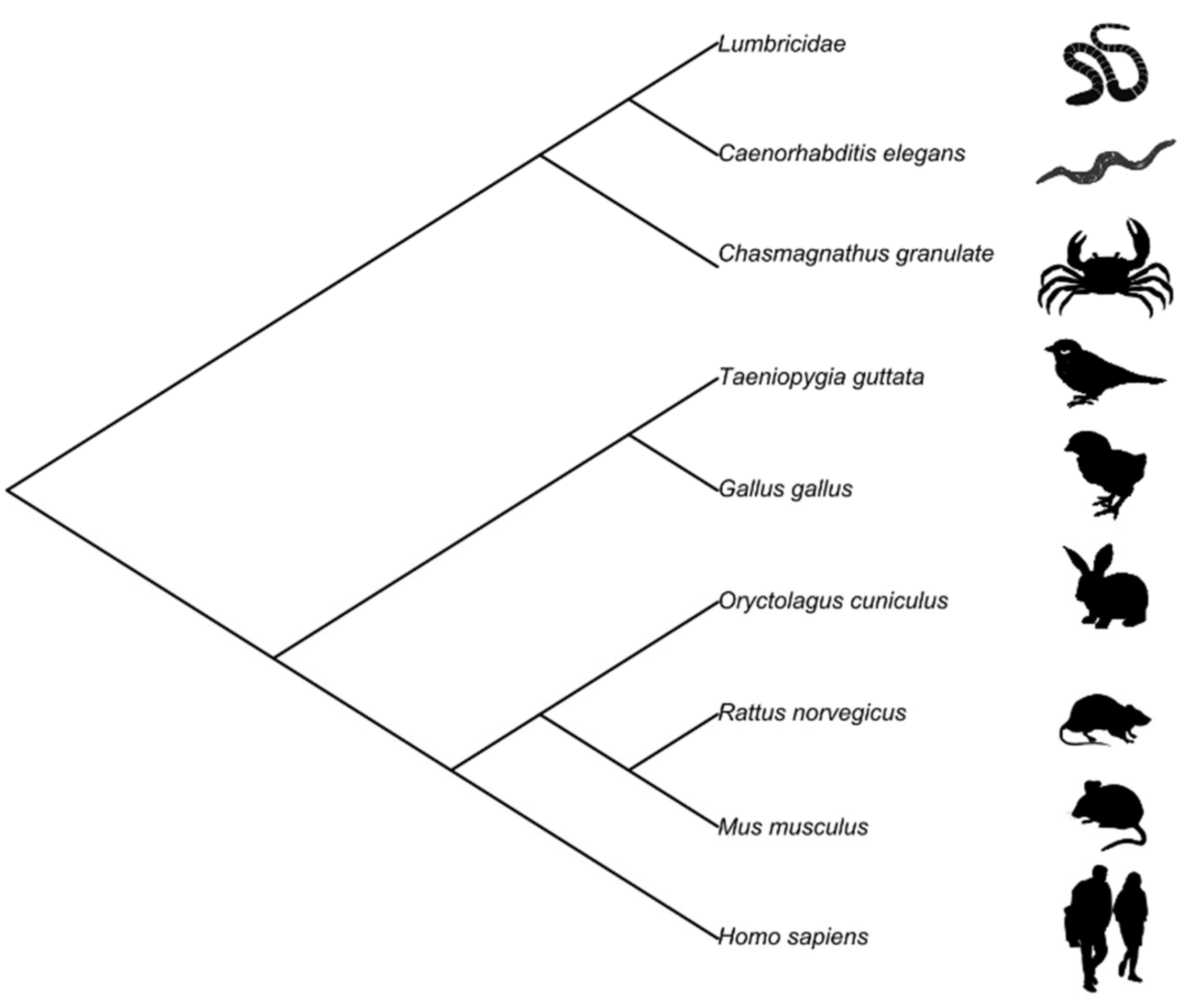 Animals 11 01767 g001