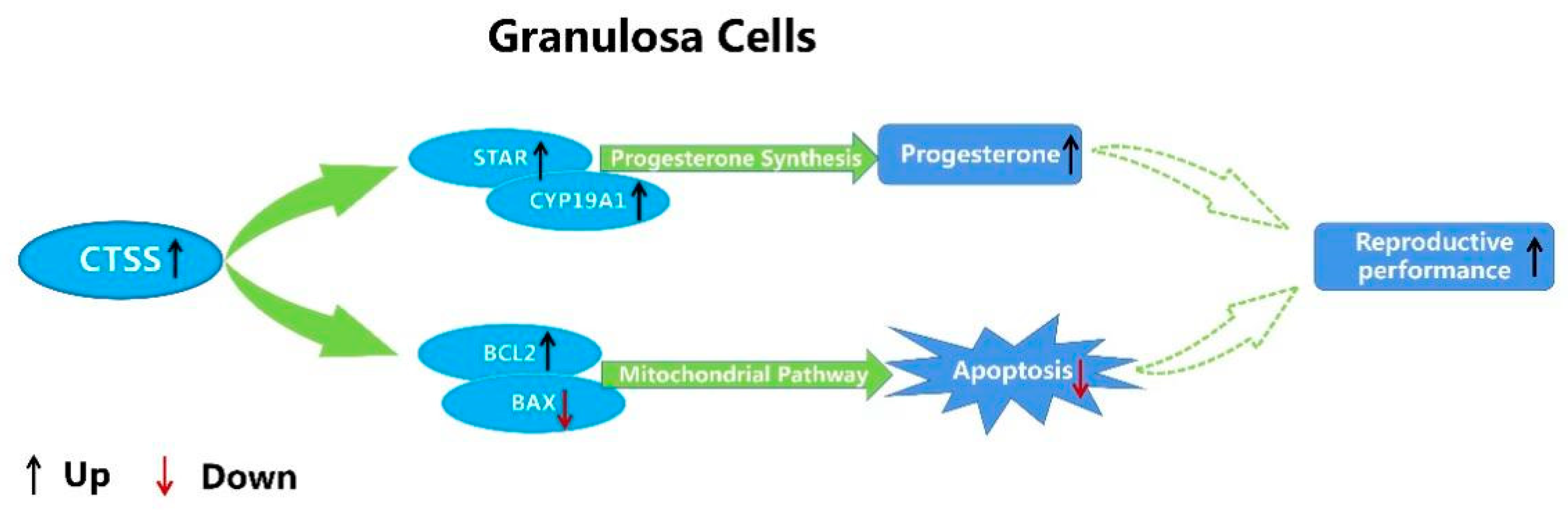 Animals 11 01770 g006 Animals 11 01770 g006
